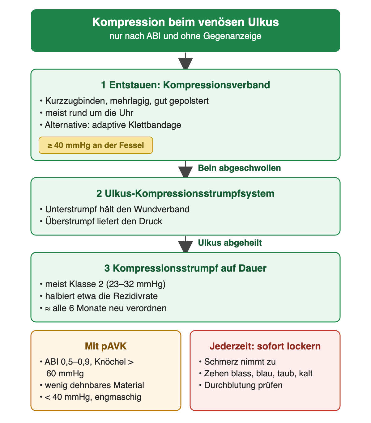 Flussdiagramm Kompression beim venösen Ulkus, nur nach ABI und ohne Gegenanzeige: 1 Entstauen mit Kompressionsverband aus Kurzzugbinden, mehrlagig, gut gepolstert, meist rund um die Uhr, Alternative adaptive Klettbandage, Ziel mindestens 40 mmHg an der Fessel. Wenn das Bein abgeschwollen ist: 2 Ulkus-Kompressionsstrumpfsystem, Unterstrumpf hält den Wundverband, Überstrumpf liefert den Druck. Wenn das Ulkus abgeheilt ist: 3 Kompressionsstrumpf auf Dauer, meist Klasse 2 mit 23 bis 32 mmHg, halbiert etwa die Rezidivrate, etwa alle 6 Monate neu. Unten zwei Kästen: mit pAVK bei ABI 0,5 bis 0,9 und Knöcheldruck über 60 mmHg wenig dehnbares Material, unter 40 mmHg, engmaschig; jederzeit sofort lockern bei zunehmendem Schmerz oder blassen, blauen, tauben, kalten Zehen und Durchblutung prüfen.