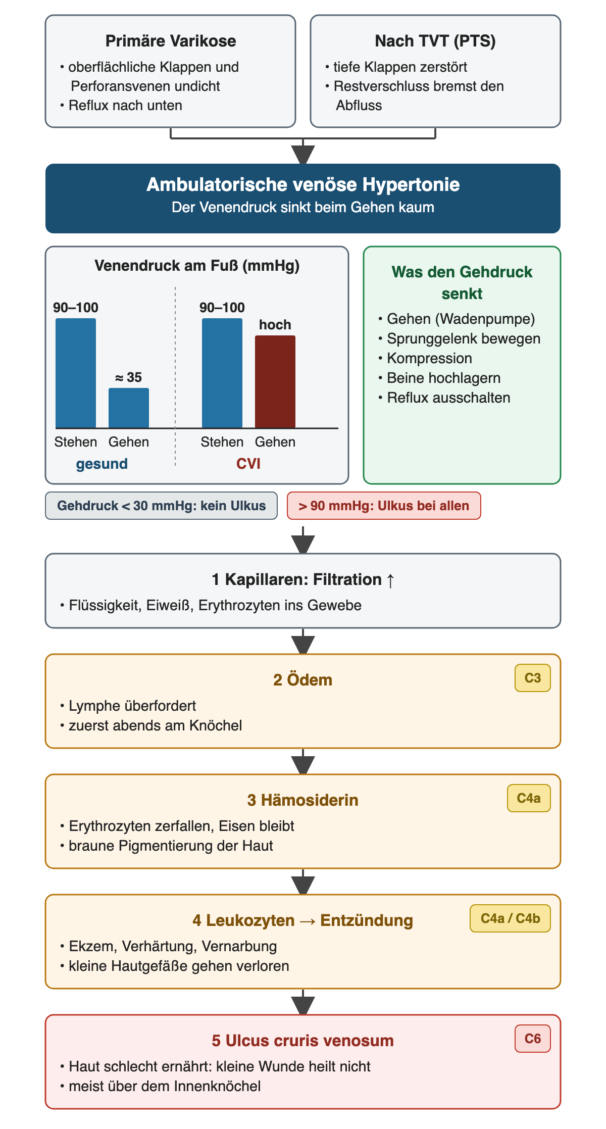 Mechanismus der CVI: oben zwei Ursachen, primäre Varikose mit undichten oberflächlichen Klappen und Perforansvenen und Zustand nach TVT mit zerstörten tiefen Klappen und Restverschluss. Beide führen zur ambulatorischen venösen Hypertonie, bei der der Venendruck beim Gehen kaum sinkt. Ein Säulendiagramm zeigt den Venendruck am Fuß: gesund im Stehen 90 bis 100 mmHg und beim Gehen etwa 35 mmHg, bei CVI im Stehen gleich hoch und beim Gehen weiterhin hoch. Daneben ein grüner Kasten mit Gehen, Sprunggelenk bewegen, Kompression, Beine hochlagern, Reflux ausschalten. Zwei Etiketten: Gehdruck unter 30 mmHg kein Ulkus, über 90 mmHg Ulkus bei allen. Darunter fünf nummerierte Schritte: 1 Kapillaren mit gesteigerter Filtration, 2 Ödem (C3), 3 Hämosiderin mit brauner Pigmentierung (C4a), 4 Leukozyten und Entzündung mit Ekzem, Verhärtung und Vernarbung (C4a/C4b), 5 Ulcus cruris venosum meist über dem Innenknöchel (C6).