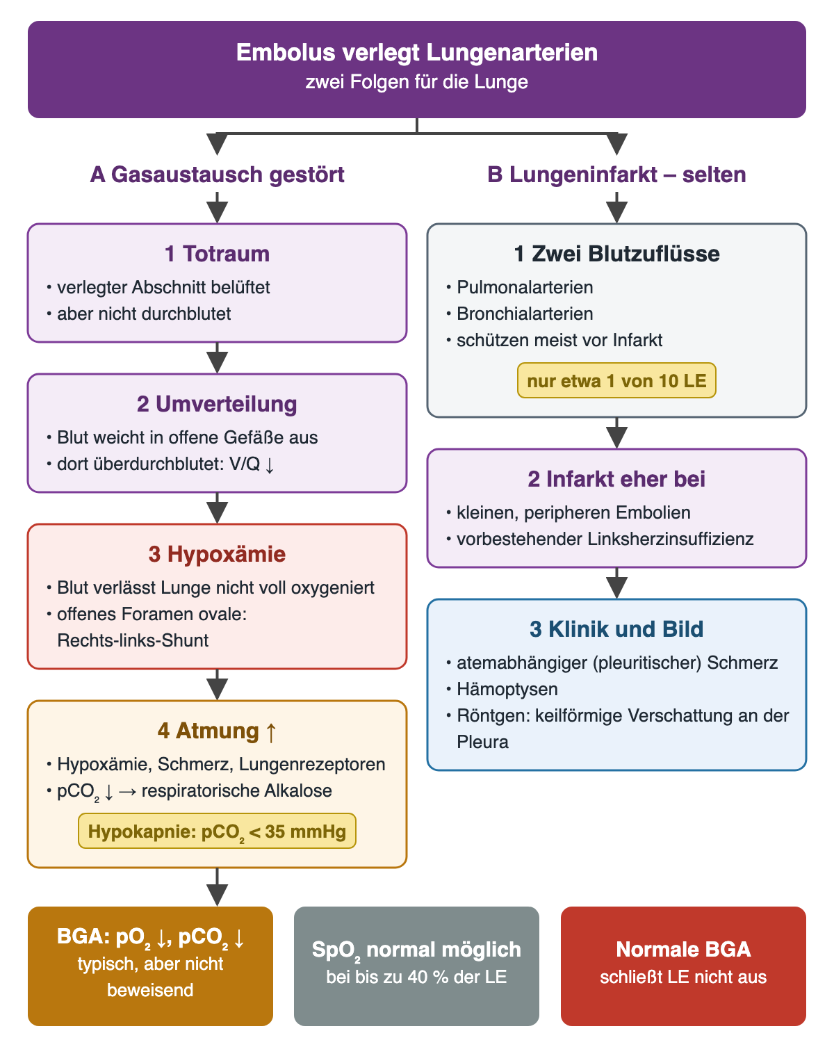 Vom Embolus gehen zwei Wege aus. Links vier nummerierte Kästen zum Gasaustausch: Totraum, Umverteilung mit V/Q-Missverhältnis, Hypoxämie mit möglichem Shunt über ein offenes Foramen ovale, gesteigerte Atmung mit Hypokapnie unter 35 mmHg. Rechts drei Kästen zum Lungeninfarkt: zwei Blutzuflüsse (nur etwa 1 von 10 LE), Infarkt eher bei kleinen peripheren Embolien und Linksherzinsuffizienz, Klinik mit pleuritischem Schmerz und Hämoptysen. Unten drei Ergebnisse: BGA mit niedrigem pO₂ und pCO₂, normale SpO₂ bei bis zu 40 %, normale BGA schließt LE nicht aus