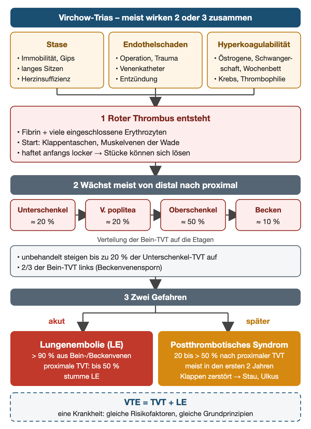 Flussdiagramm: oben die Virchow-Trias mit Beispielen – Stase durch Immobilität, Gips, langes Sitzen, Herzinsuffizienz; Endothelschaden durch Operation, Trauma, Venenkatheter, Entzündung; Hyperkoagulabilität durch Östrogene, Schwangerschaft, Wochenbett, Krebs, Thrombophilie; 1 roter Thrombus aus Fibrin und Erythrozyten beginnt in Klappentaschen und Muskelvenen der Wade und haftet locker; 2 Wachstum von distal nach proximal über vier Etagen mit ihrer Verteilung: Unterschenkel etwa 20 %, V. poplitea 20 %, Oberschenkel 50 %, Becken 10 %; bis zu 20 % der unbehandelten Unterschenkel-TVT steigen auf, zwei Drittel links; 3 zwei Gefahren: akut Lungenembolie, über 90 % aus Bein- und Beckenvenen, bei proximaler TVT bis 50 % stumme Embolien; später postthrombotisches Syndrom bei 20 bis über 50 % nach proximaler TVT, meist in den ersten zwei Jahren; unten VTE gleich TVT plus LE