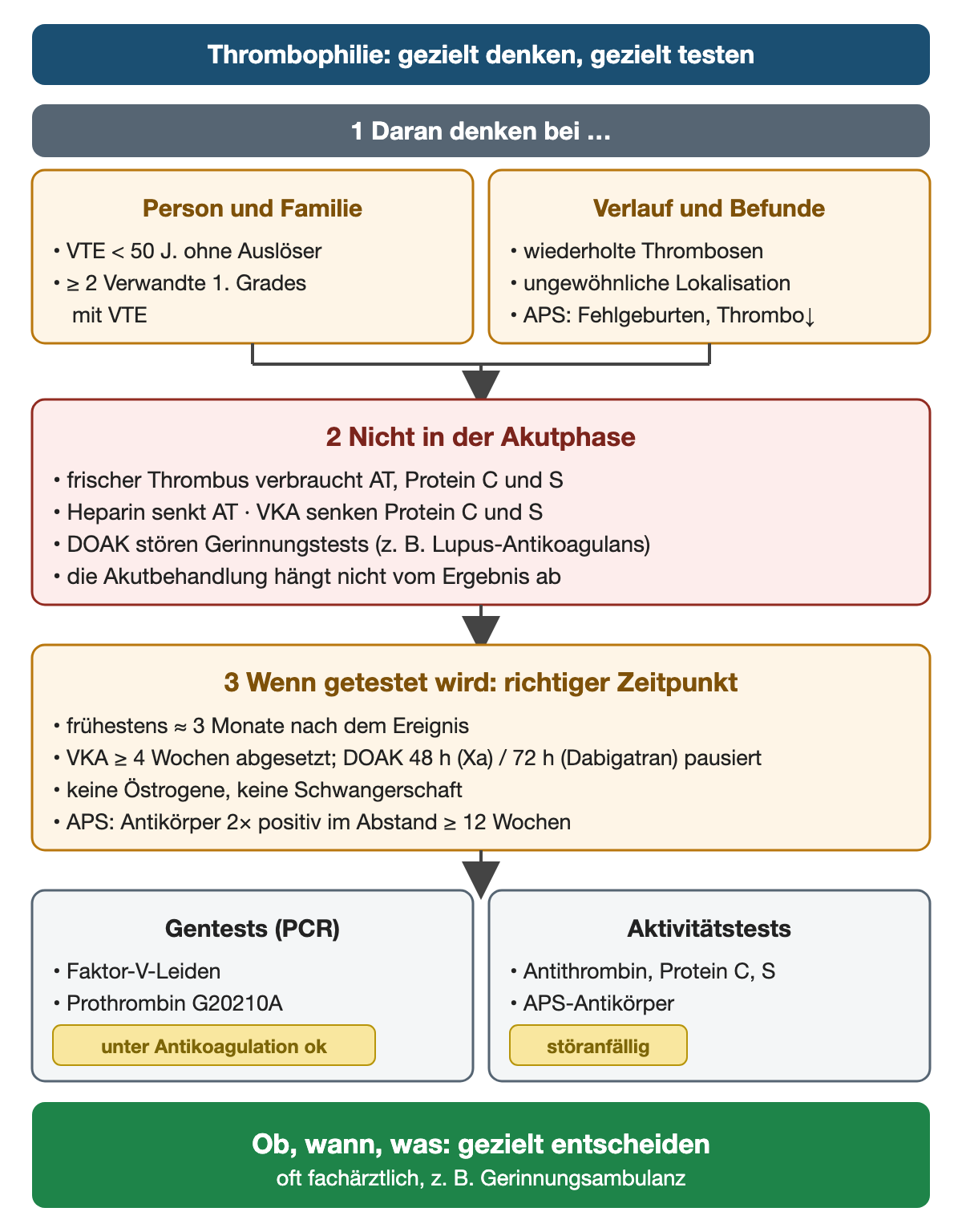 Flussdiagramm Thrombophilie: 1 daran denken bei VTE unter 50 Jahren ohne Auslöser, mindestens 2 Verwandten ersten Grades mit VTE, wiederholten Thrombosen, ungewöhnlicher Lokalisation oder Hinweisen auf ein Antiphospholipid-Syndrom wie Fehlgeburten und Thrombozytopenie; 2 nicht in der Akutphase testen – frischer Thrombus verbraucht Antithrombin, Protein C und S, Heparin senkt Antithrombin, VKA senken Protein C und S, DOAK stören Gerinnungstests wie das Lupus-Antikoagulans, die Akutbehandlung hängt nicht vom Ergebnis ab; 3 wenn getestet wird: frühestens etwa 3 Monate nach dem Ereignis, VKA mindestens 4 Wochen abgesetzt, DOAK 48 Stunden bei Xa-Hemmern oder 72 Stunden bei Dabigatran pausiert, keine Östrogene, keine Schwangerschaft, Antiphospholipid-Antikörper zweimal positiv im Abstand von mindestens 12 Wochen; nebeneinander Gentests auf Faktor-V-Leiden und Prothrombin G20210A, auch unter Antikoagulation verwertbar, und störanfällige Aktivitätstests für Antithrombin, Protein C und S sowie APS-Antikörper; unten: ob, wann und was gezielt entscheiden, oft fachärztlich