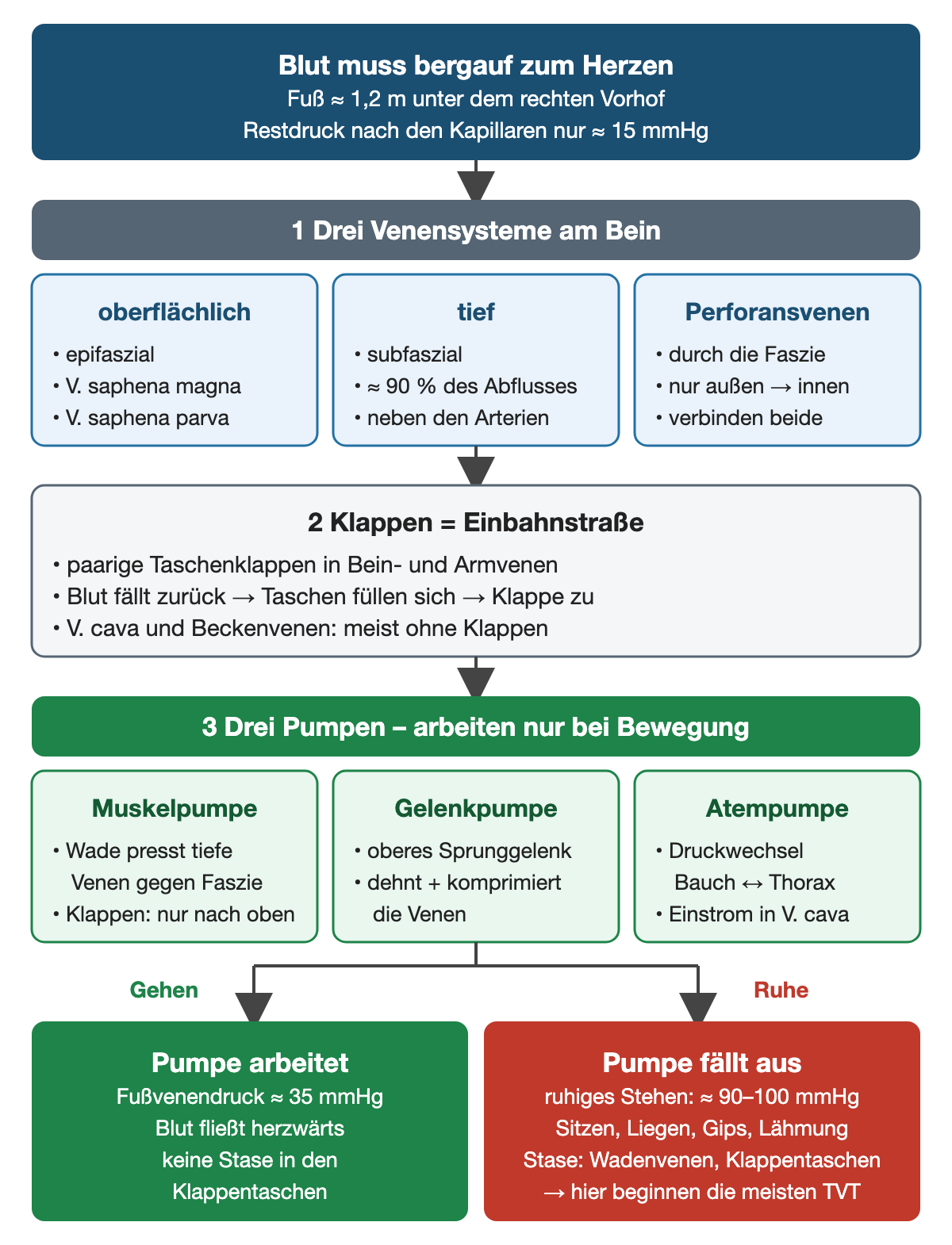 Flussdiagramm in drei Schritten: oben Blut muss bergauf, Fuß etwa 1,2 m unter dem rechten Vorhof, Restdruck nach den Kapillaren etwa 15 mmHg; 1 drei Venensysteme – oberflächlich epifaszial mit V. saphena magna und parva, tief subfaszial mit etwa 90 % des Abflusses, Perforansvenen nur von außen nach innen; 2 Klappen als Einbahnstraße, V. cava und Beckenvenen meist ohne Klappen; 3 Muskel-, Gelenk- und Atempumpe arbeiten nur bei Bewegung; unten links Gehen mit Fußvenendruck etwa 35 mmHg, rechts Ruhe mit etwa 90–100 mmHg im Stehen und Stase in Wadenvenen und Klappentaschen