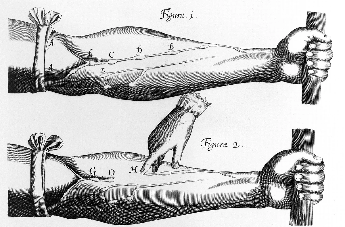 Zwei historische Kupferstiche eines Unterarms mit Stauband am Oberarm: oben treten entlang der gestauten Hautvenen kleine Knoten an den Klappen hervor (Buchstaben B bis F), unten drückt ein Finger die Vene bei H ab, und der Abschnitt zwischen O und H bleibt leer