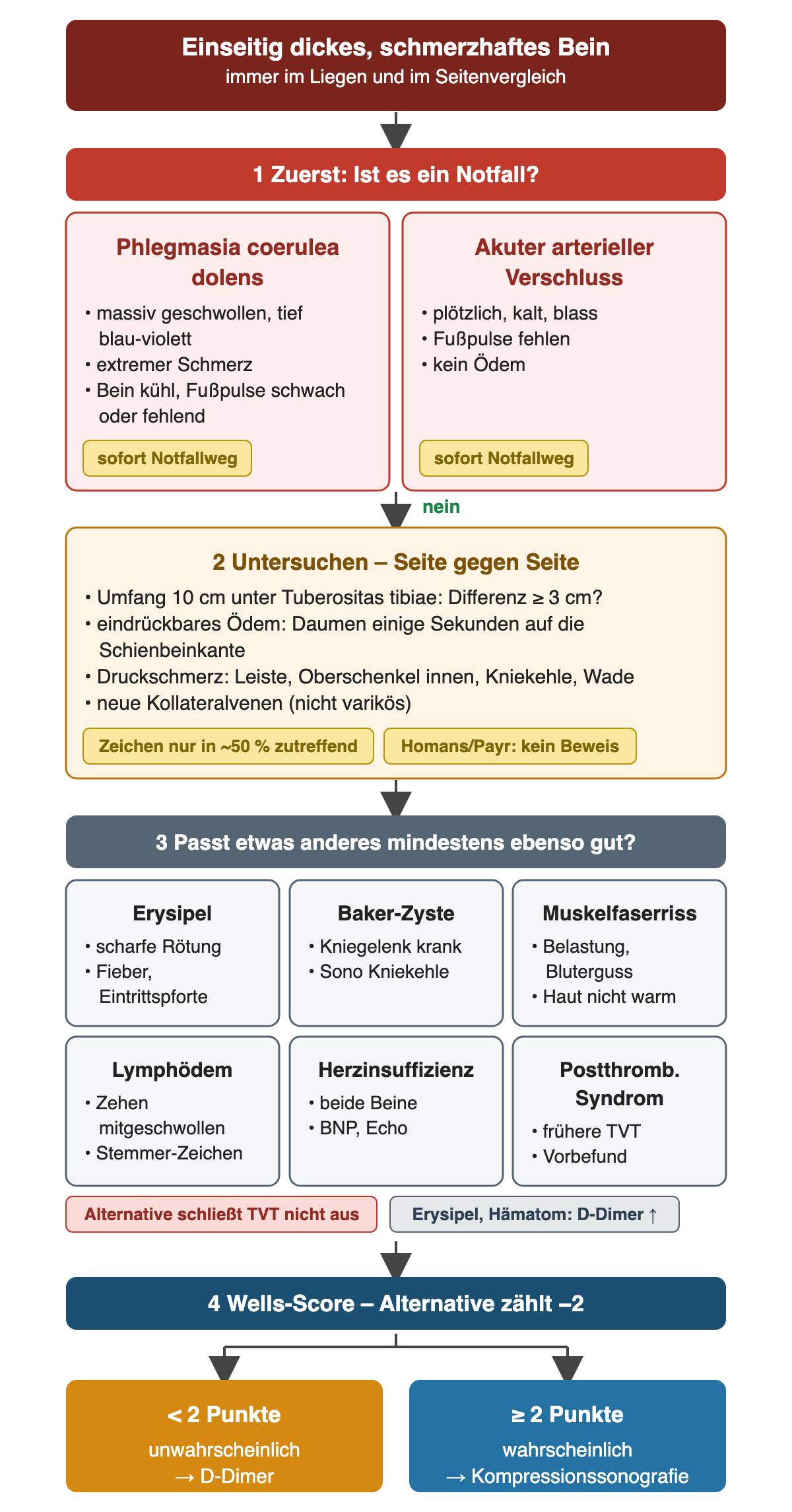 Flussdiagramm in vier Schritten: dickes, schmerzhaftes Bein; 1 Notfall zuerst ausschließen – Phlegmasia coerulea dolens oder akuter arterieller Verschluss führen sofort auf den Notfallweg; 2 Untersuchung im Seitenvergleich mit Umfang 10 cm unter der Tuberositas tibiae und Differenz ab 3 cm, eindrückbarem Ödem, Druckschmerz und Kollateralvenen; 3 sechs Alternativen: Erysipel, Baker-Zyste, Muskelfaserriss, Lymphödem, Herzinsuffizienz, postthrombotisches Syndrom; 4 Wells-Score mit −2 für eine Alternative, darunter zwei Ergebnisfelder: unter 2 Punkten D-Dimer, ab 2 Punkten Kompressionssonografie