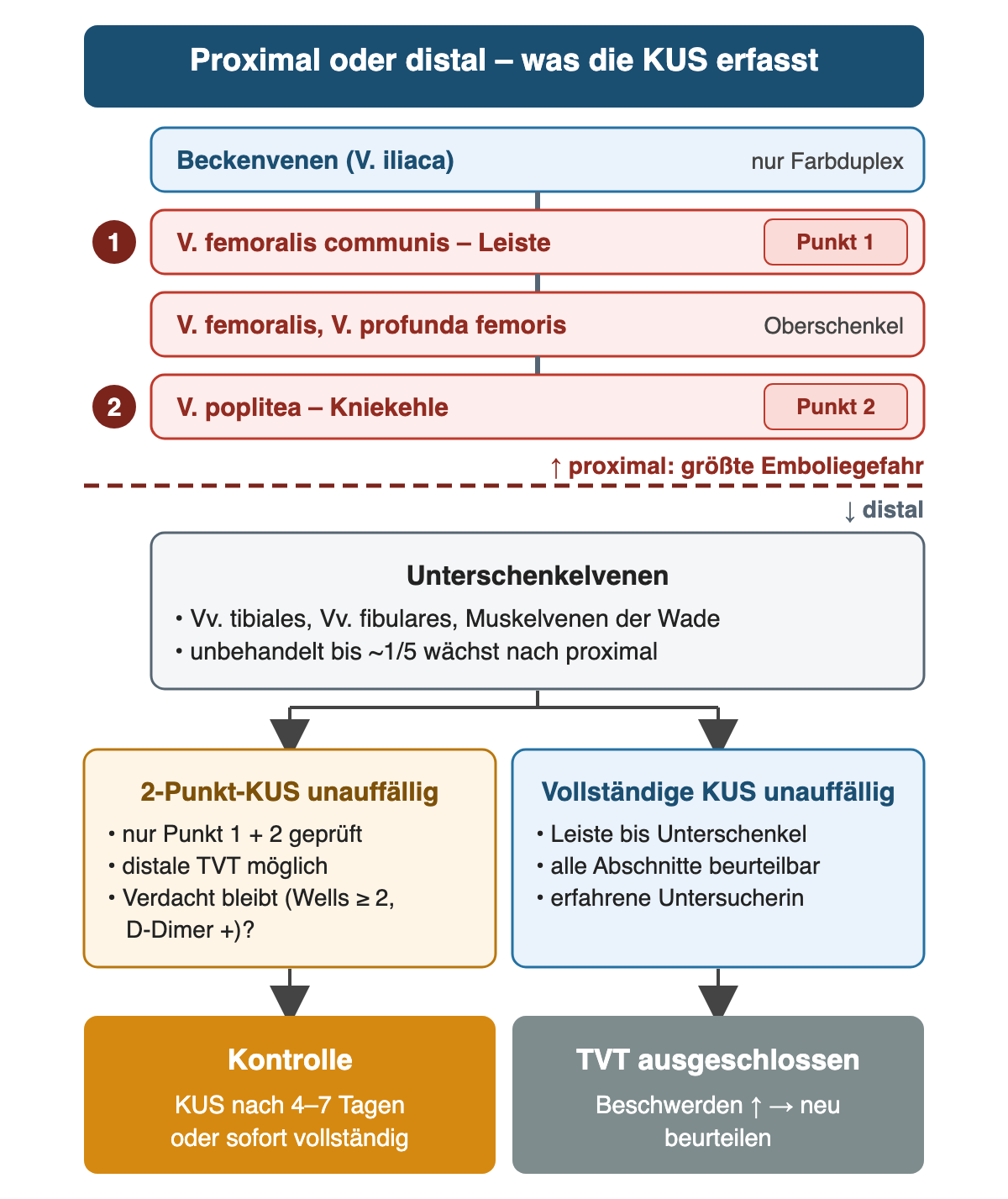 Venenabschnitte des Beins als Leiter von oben nach unten: Beckenvenen nur mit Farbduplex; V. femoralis communis in der Leiste als Punkt 1; V. femoralis und V. profunda femoris am Oberschenkel; V. poplitea in der Kniekehle als Punkt 2. Eine gestrichelte Linie trennt proximal mit größter Emboliegefahr von distal; darunter die Unterschenkelvenen, die unbehandelt in bis zu etwa einem Fünftel nach proximal wachsen. Unten zwei Wege: 2-Punkt-KUS unauffällig bei bleibendem Verdacht führt zur Kontrolle nach 4 bis 7 Tagen oder sofort vollständiger Untersuchung; vollständige KUS unauffällig bedeutet TVT ausgeschlossen, bei zunehmenden Beschwerden neu beurteilen