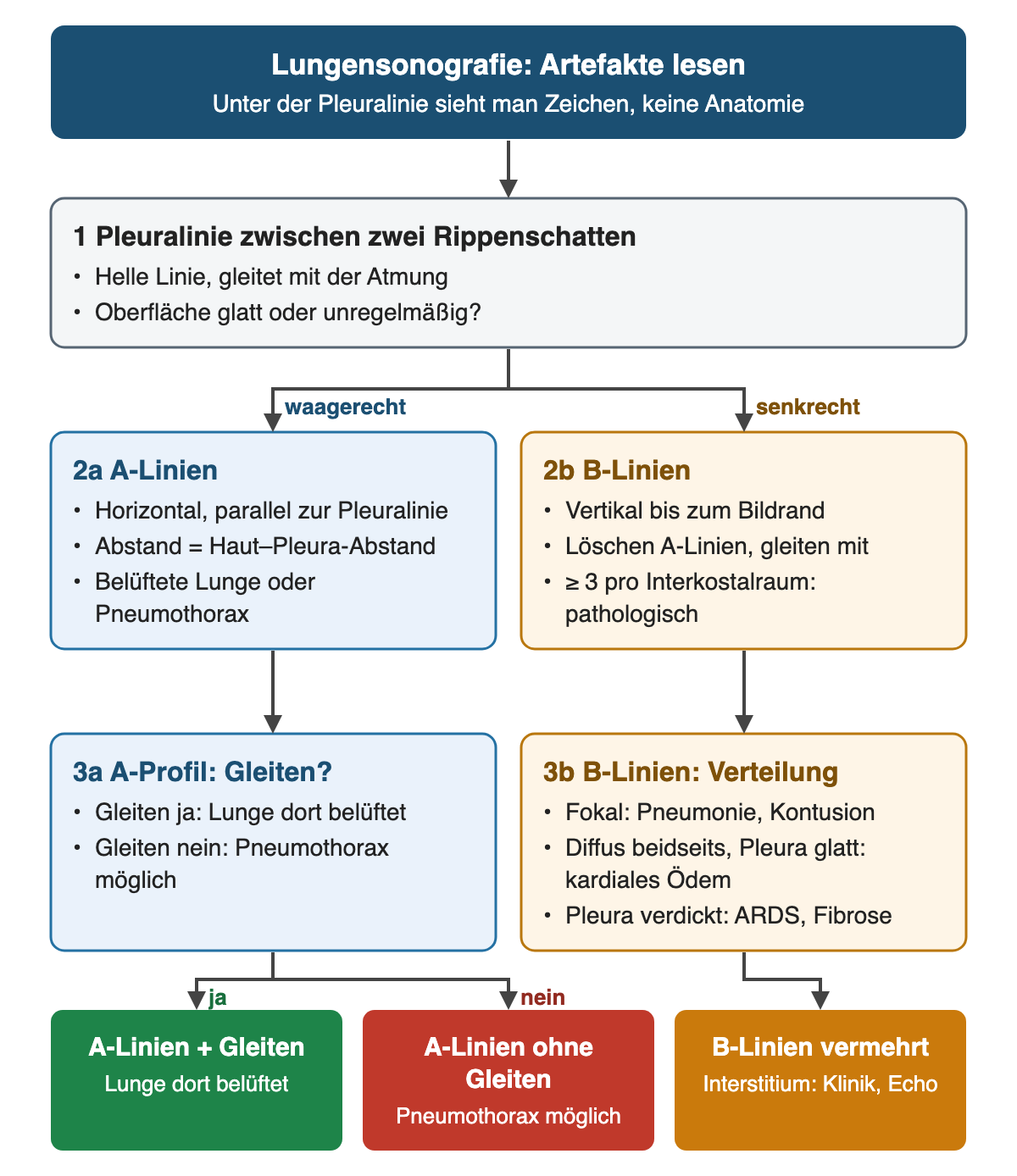 Artefakte unter der Pleuralinie: waagerechte A-Linien im Abstand Haut bis Pleura, bei belüfteter Lunge oder Pneumothorax; senkrechte B-Linien bis zum Bildrand, ab 3 pro Interkostalraum pathologisch. A-Profil mit Gleiten heißt belüftet, ohne Gleiten Pneumothorax möglich; vermehrte B-Linien werden nach Verteilung und Pleuraoberfläche eingeordnet.