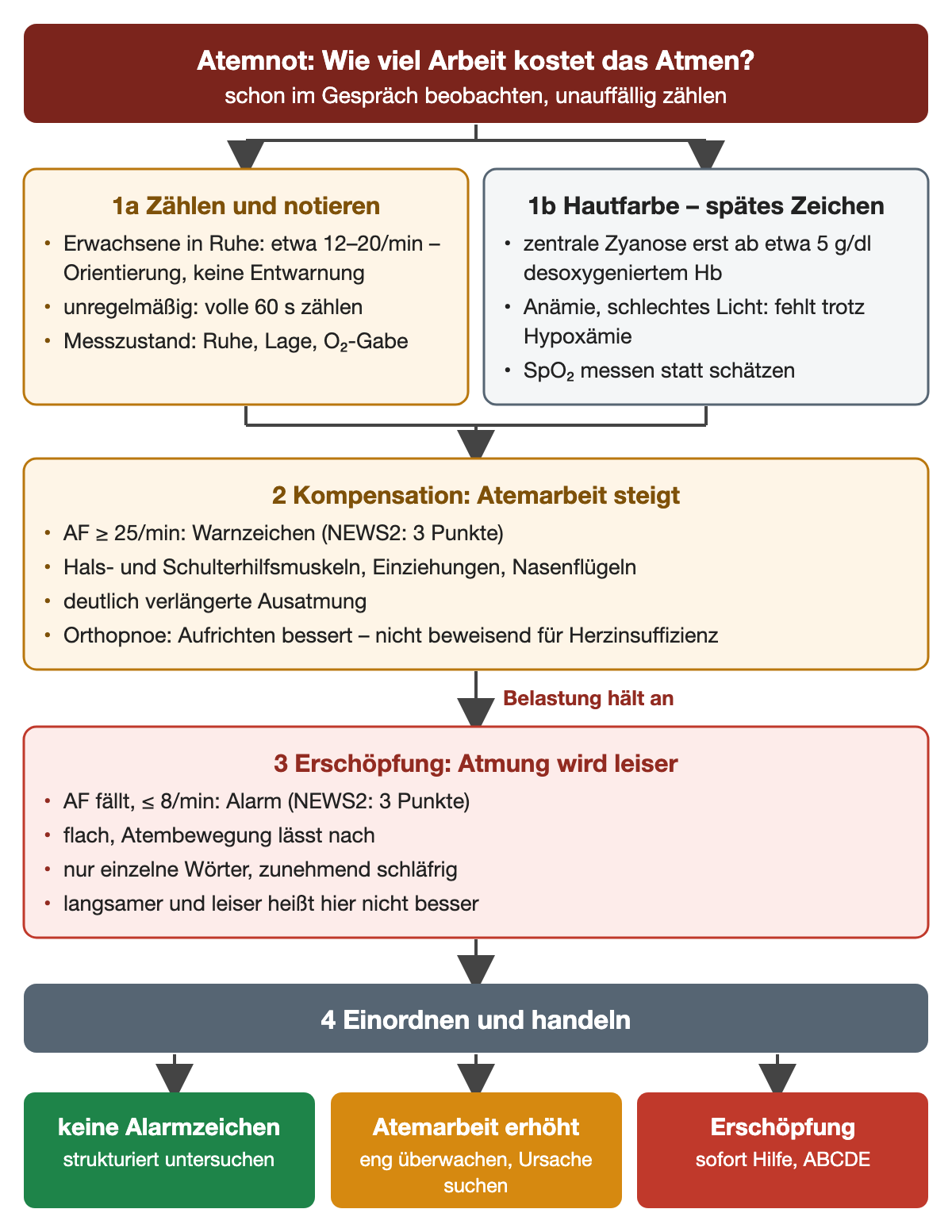 Ablauf von der Beobachtung zur Einordnung: Atemfrequenz zählen, 12–20/min als Orientierung, Hautfarbe als spätes Zeichen mit Zyanose erst ab etwa 5 g/dl desoxygeniertem Hämoglobin; Kompensation mit Atemfrequenz ab 25/min, Hilfsmuskulatur, Einziehungen und verlängerter Ausatmung; Erschöpfung mit Atemfrequenz 8/min oder weniger, flacher Atmung und Schläfrigkeit. Ergebniszeile: keine Alarmzeichen, erhöhte Atemarbeit, Erschöpfung.