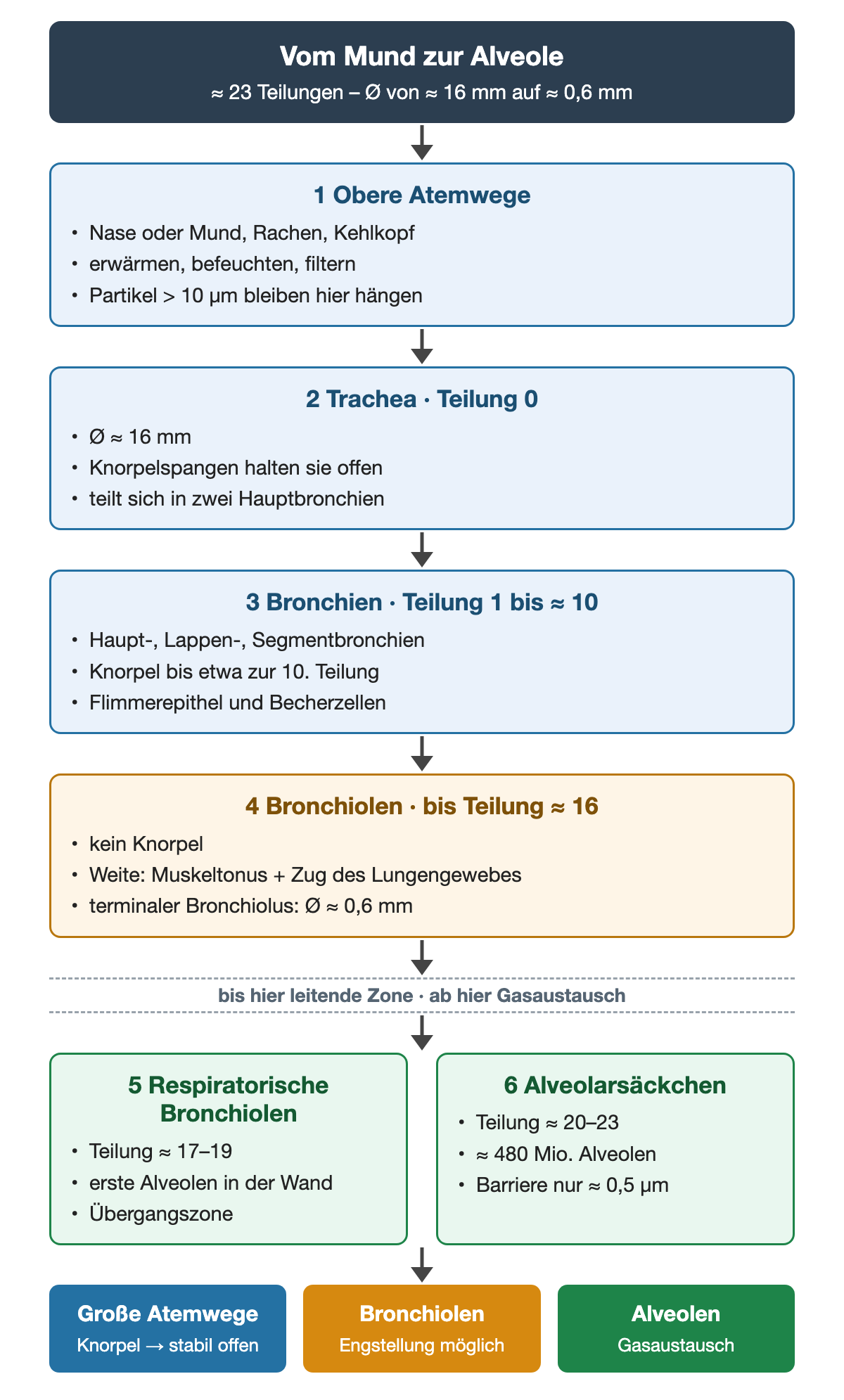 Fluss vom Mund zur Alveole in sechs Stufen: obere Atemwege, Trachea mit etwa 16 mm, knorpelhaltige Bronchien bis etwa zur 10. Teilung, knorpelfreie Bronchiolen bis etwa zur 16. Teilung, dann respiratorische Bronchiolen und Alveolarsäckchen mit etwa 480 Millionen Alveolen.