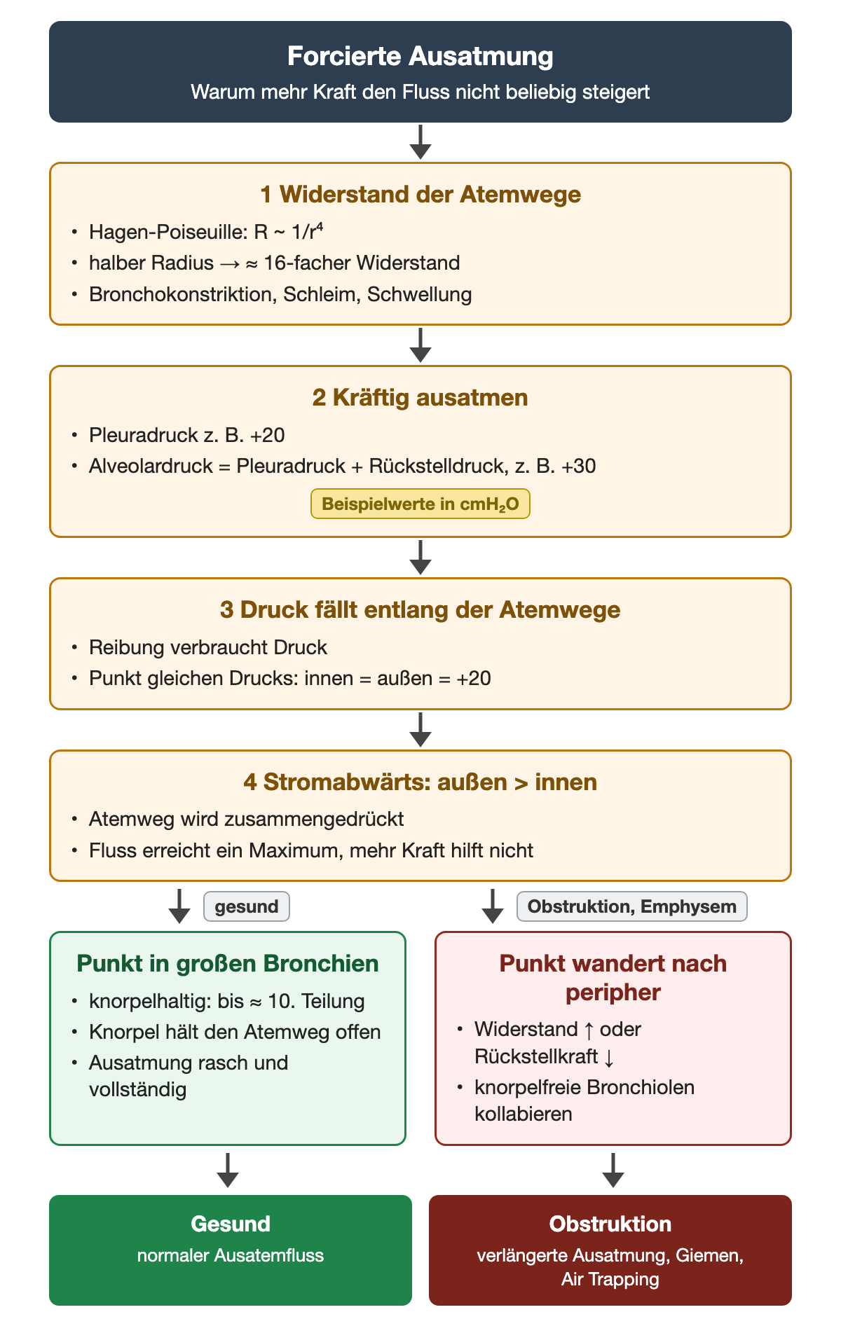Vier Schritte der forcierten Ausatmung mit Beispielwerten: Widerstand proportional zu 1 durch r hoch 4, Pleuradruck plus 20, Alveolardruck plus 30, Druckabfall bis zum Punkt gleichen Drucks bei plus 20, danach Kompression; gesund liegt der Punkt in knorpelhaltigen Bronchien, bei Obstruktion und Emphysem in knorpelfreien Bronchiolen.