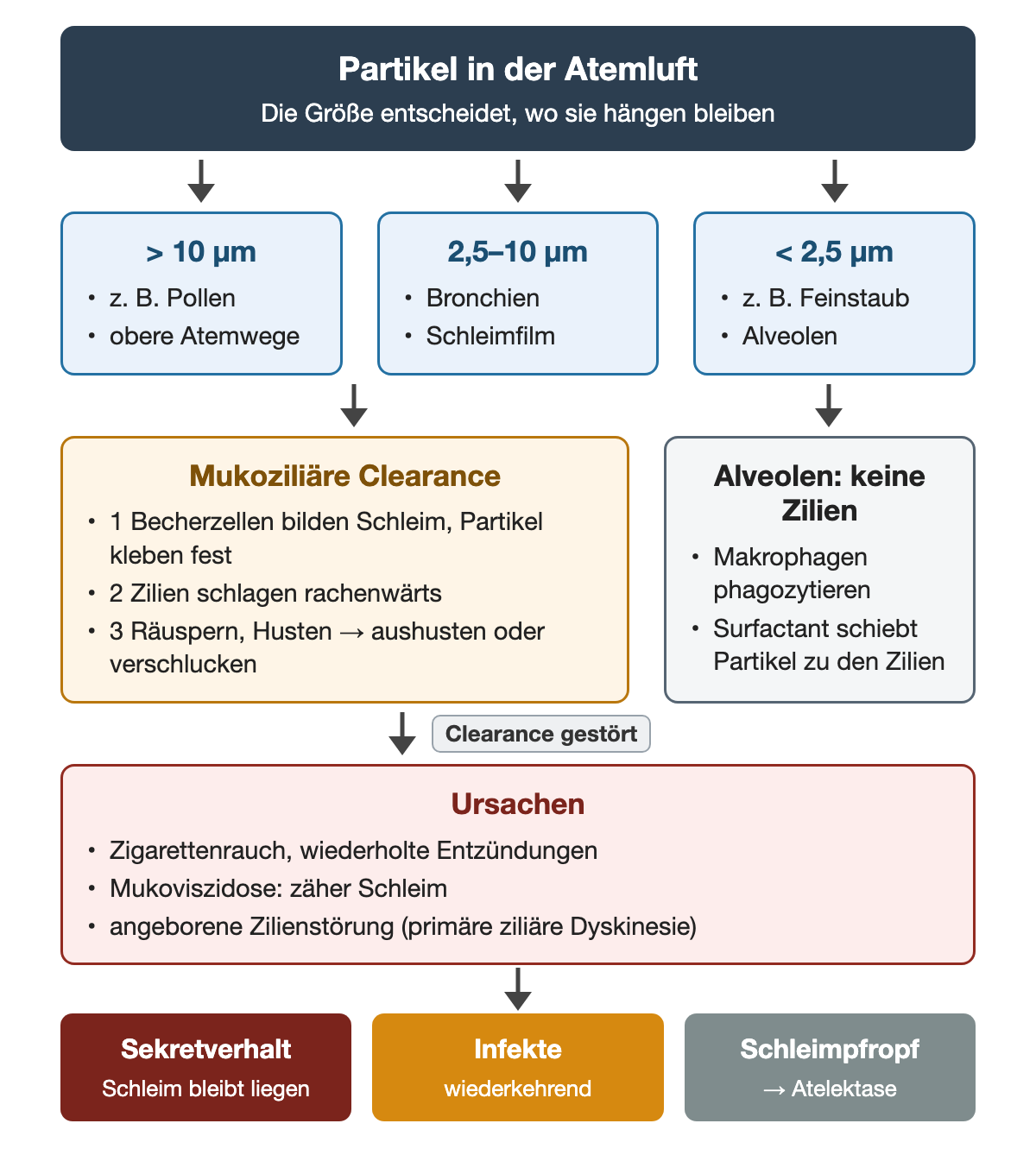 Partikel nach Größe: über 10 µm obere Atemwege, 2,5 bis 10 µm Bronchien, unter 2,5 µm Alveolen; in den Atemwegen mukoziliäre Clearance in drei Schritten, in den Alveolen Makrophagen; Ursachen einer gestörten Clearance führen zu Sekretverhalt, Infekten und Schleimpfropf mit Atelektase.
