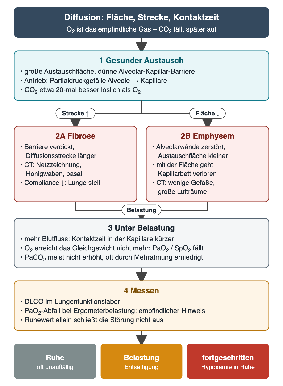 Flussdiagramm Diffusion: gesunder Austausch mit großer Fläche, dünner Barriere und etwa 20-fach besserer Löslichkeit von CO₂. Zwei Äste: Fibrose verlängert die Strecke, Emphysem verkleinert Fläche und Kapillarbett. Unter Belastung wird die Kontaktzeit kürzer, PaO₂ und SpO₂ fallen, PaCO₂ meist nicht erhöht. Messen mit DLCO und PaO₂ unter Ergometerbelastung. Ergebnisreihe: Ruhe oft unauffällig, Belastung Entsättigung, fortgeschritten Hypoxämie in Ruhe.