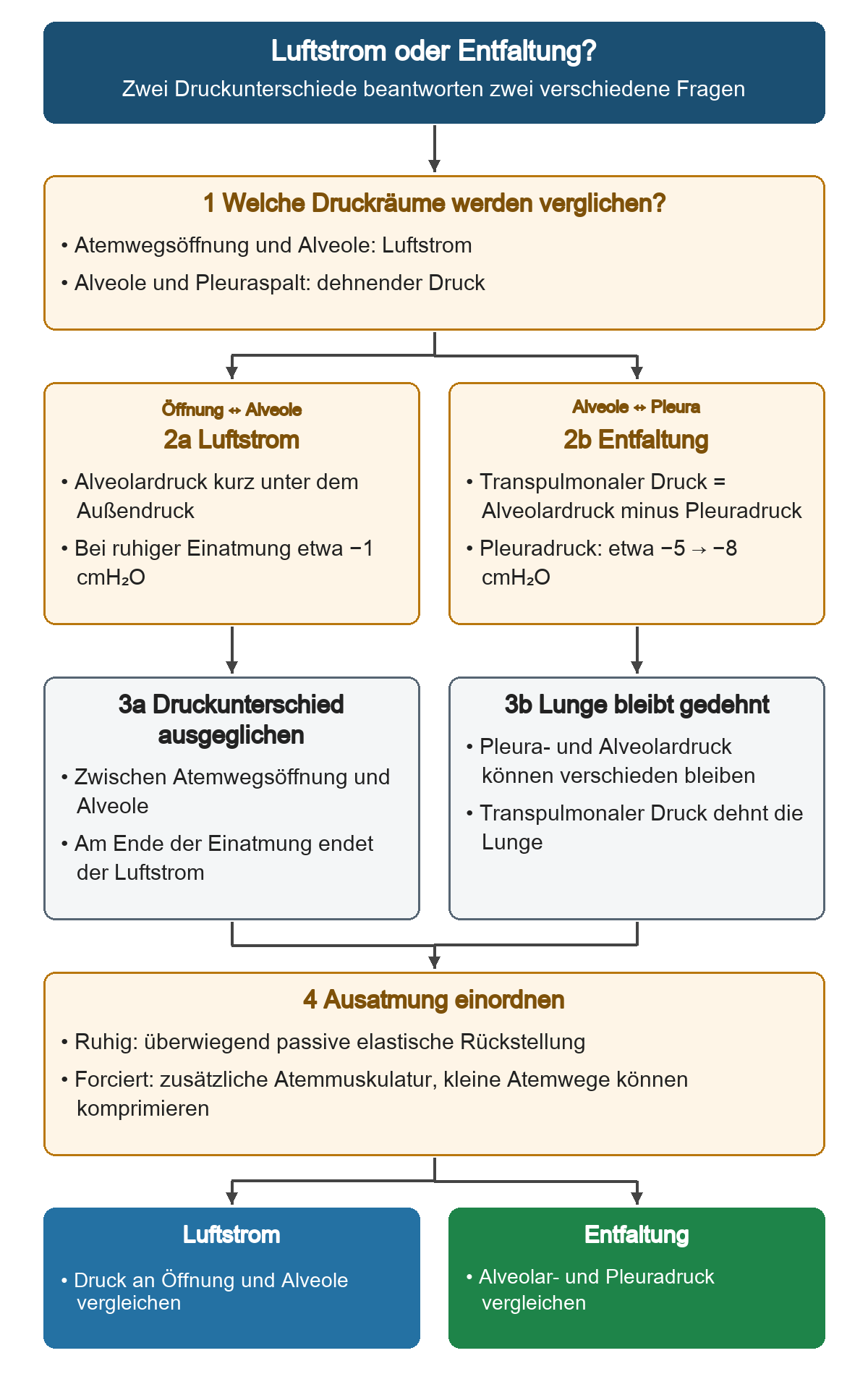 Zuerst werden die beiden Druckräume getrennt. Links steuert der Unterschied zwischen Atemwegsöffnung und Alveole den Luftstrom, rechts dehnt der transpulmonale Druck die Lunge. Am Ende der Einatmung endet der Strom, obwohl Pleura- und Alveolardruck verschieden bleiben können.