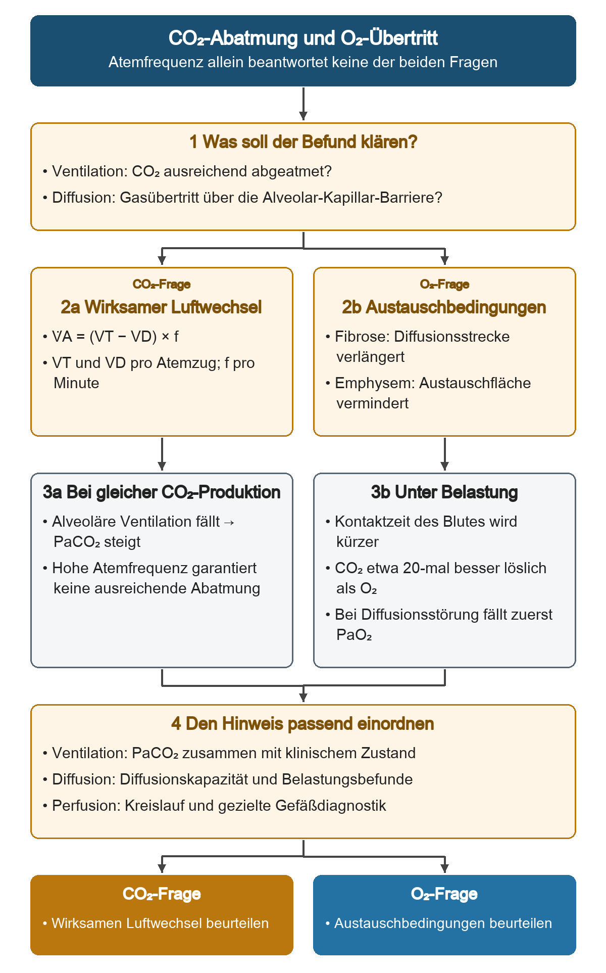 Von zwei Befundfragen führen parallele Wege zum wirksamen Luftwechsel und zu den Austauschbedingungen. Fallende alveoläre Ventilation kann PaCO₂ erhöhen, während eine Diffusionsstörung zuerst PaO₂ senkt. Unten werden PaCO₂, Diffusionskapazität und Perfusionsdiagnostik ihren Fragen zugeordnet.