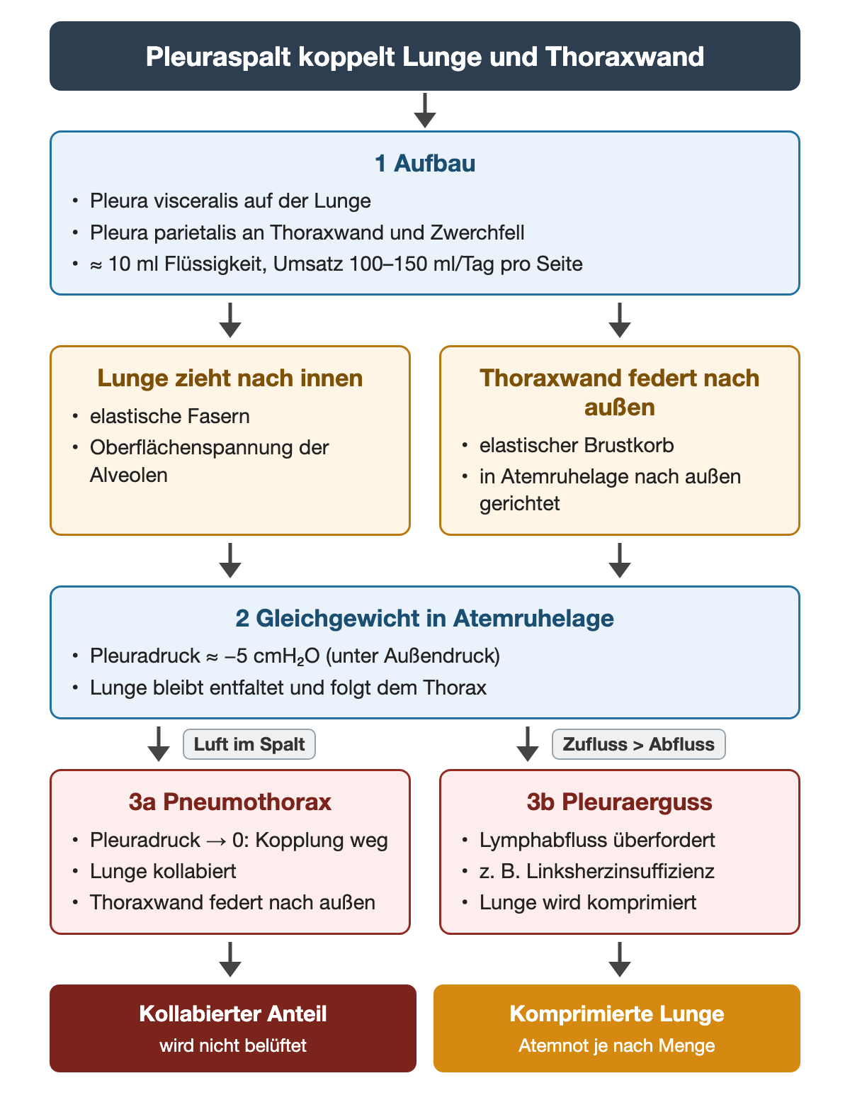 Pleuraspalt mit etwa 10 ml Flüssigkeit; Lunge zieht nach innen, Thoraxwand federt nach außen; Gleichgewicht in Atemruhelage mit Pleuradruck etwa minus 5 cmH2O; Luft im Spalt führt zum Pneumothorax, zu viel Flüssigkeit zum Pleuraerguss.
