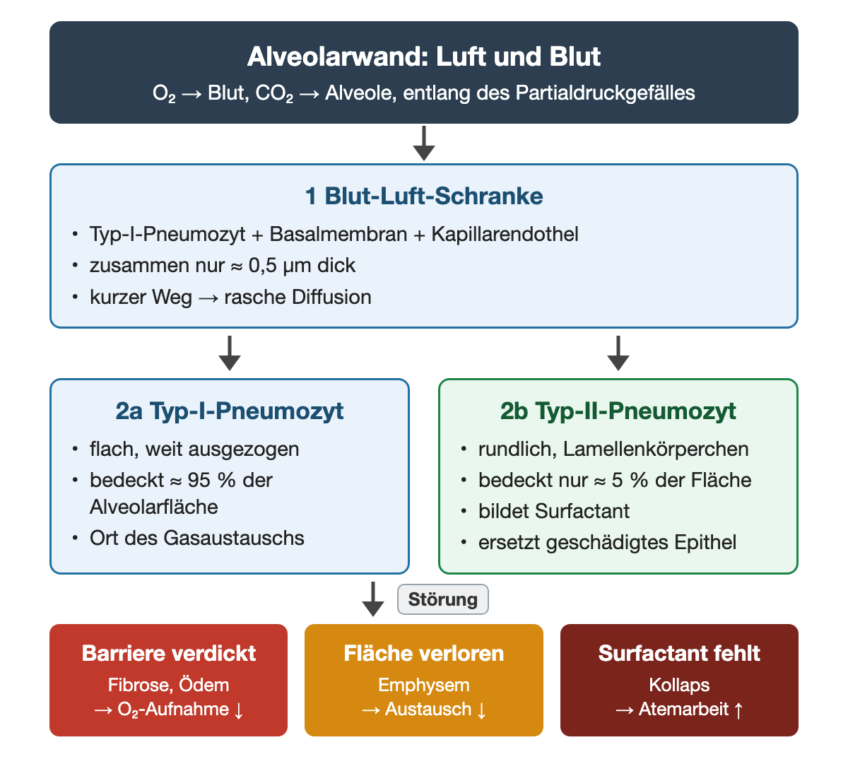 Blut-Luft-Schranke aus Typ-I-Pneumozyt, Basalmembran und Kapillarendothel, etwa 0,5 µm dick; daneben Typ-I-Pneumozyt mit etwa 95 % und Typ-II-Pneumozyt mit etwa 5 % der Alveolarfläche; drei Störungen: verdickte Barriere, verlorene Fläche, fehlender Surfactant.