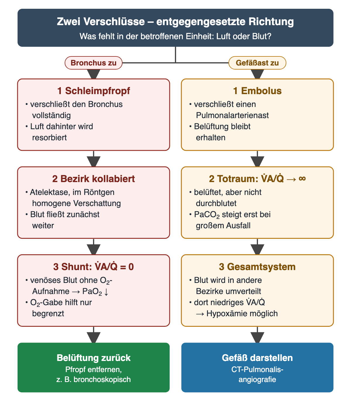 Zwei Ketten nebeneinander. Links Bronchus verschlossen: Schleimpfropf, Luft dahinter wird resorbiert, Bezirk kollabiert mit homogener Verschattung, Blut fließt weiter, Shunt mit Verhältnis 0, PaO₂ fällt, Sauerstoff hilft nur begrenzt; Ergebnis Belüftung zurück durch Entfernen des Pfropfs, zum Beispiel bronchoskopisch. Rechts Gefäßast verschlossen: Embolus, Belüftung bleibt, Totraum mit Verhältnis gegen unendlich, PaCO₂ steigt erst bei großem Ausfall, Blut wird umverteilt, dort niedriges Verhältnis und mögliche Hypoxämie; Ergebnis Gefäß darstellen mit CT-Pulmonalisangiografie.