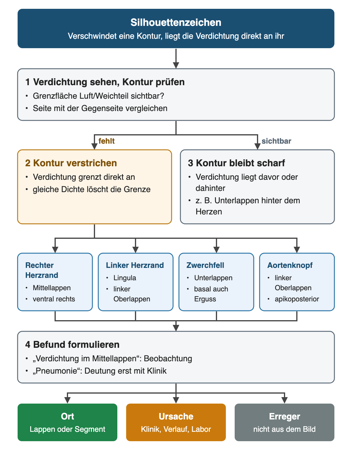 Silhouettenzeichen: Ist eine Kontur verstrichen, grenzt die Verdichtung direkt an; rechter Herzrand entspricht Mittellappen, linker Herzrand Lingula, Zwerchfell Unterlappen, Aortenknopf linkem Oberlappen. Bleibt die Kontur scharf, liegt die Verdichtung davor oder dahinter. Ergebnis: Ort ja, Ursache nur mit Klinik, Erreger nicht aus dem Bild.