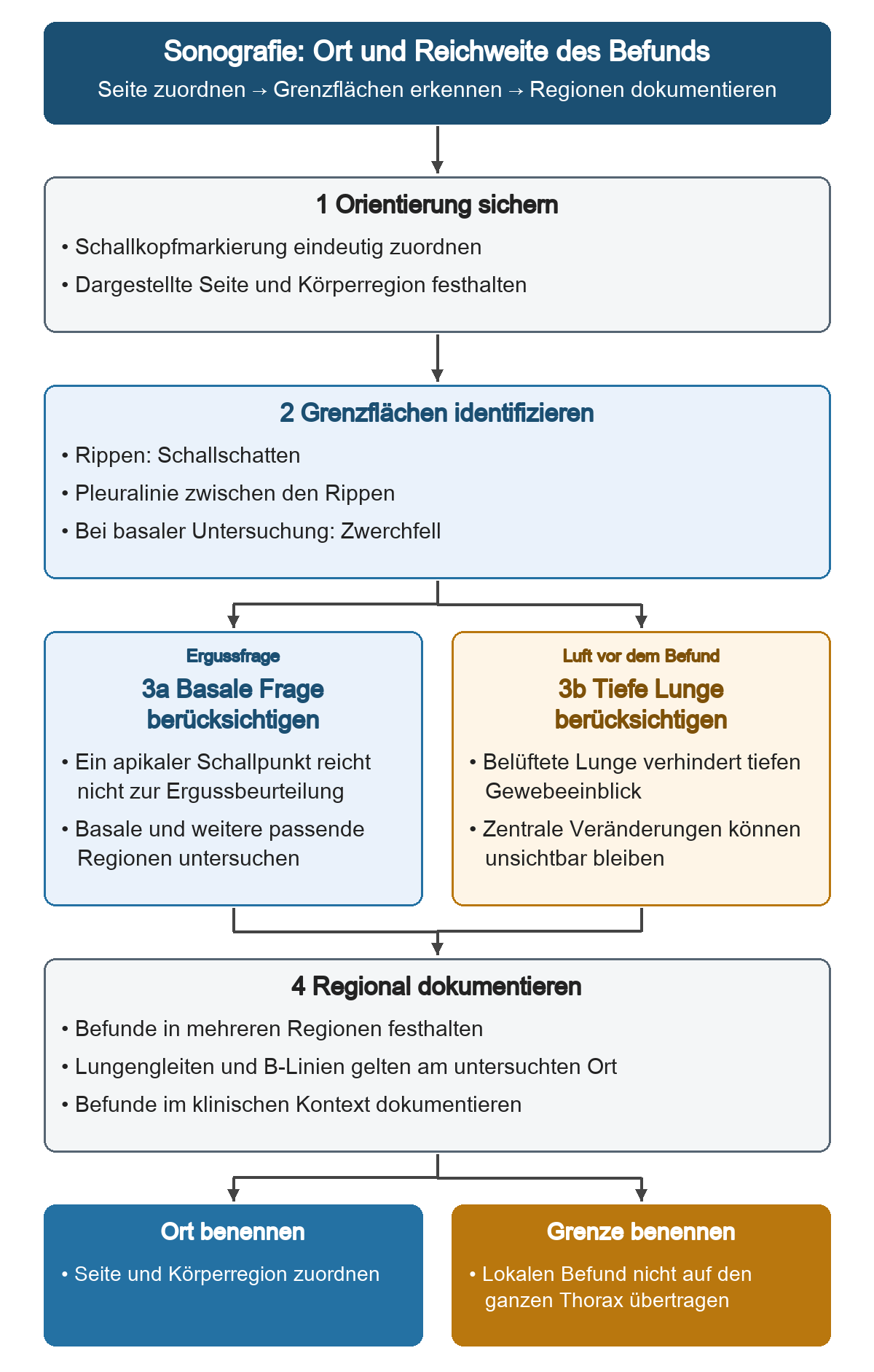 Der Untersuchungsweg beginnt mit Schallkopfmarkierung, Seite und Körperregion. Nach Rippen, Pleuralinie und gegebenenfalls Zwerchfell werden zur Ergussfrage basale und weitere Regionen untersucht; belüftete Lunge begrenzt dagegen den Einblick in zentrale Veränderungen. Die Dokumentation benennt mehrere untersuchte Regionen und die lokale Gültigkeit der Befunde.