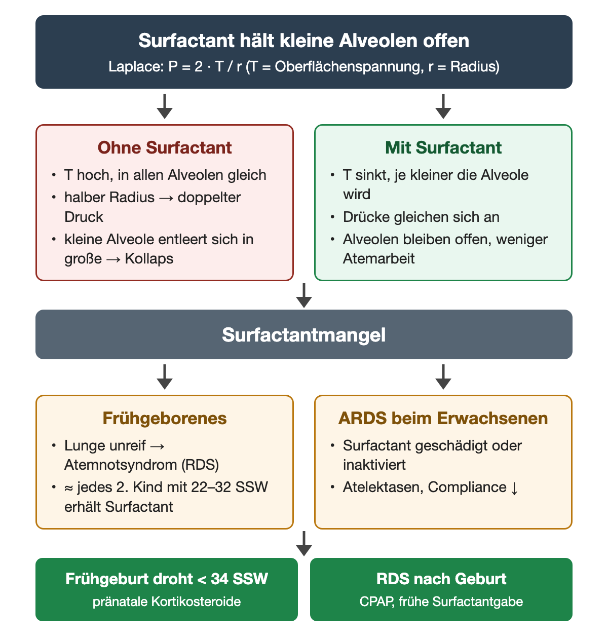 Laplace-Gesetz P gleich 2 T durch r: ohne Surfactant kollabieren kleine Alveolen, mit Surfactant bleiben sie offen; Surfactantmangel beim Frühgeborenen als Atemnotsyndrom und beim ARDS; Therapie mit pränatalen Kortikosteroiden vor 34 SSW sowie CPAP und früher Surfactantgabe.