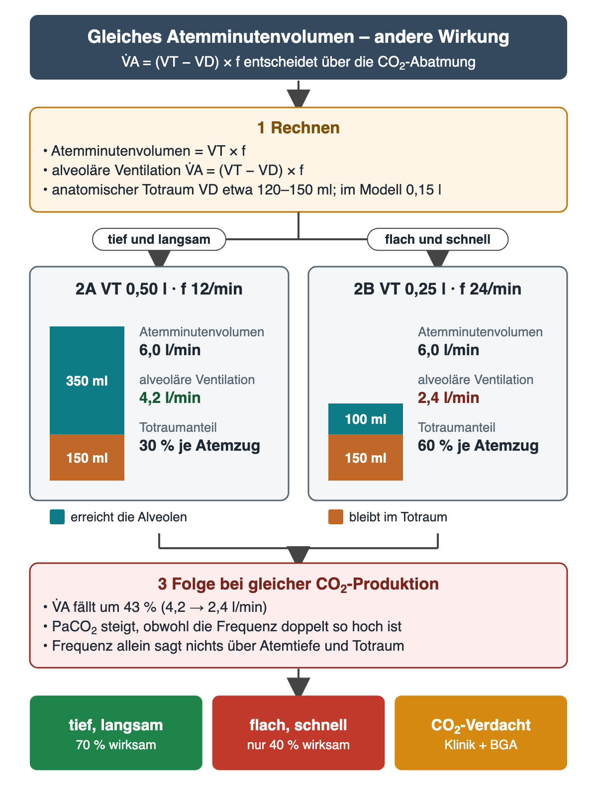 Flussdiagramm: Formeln für Atemminutenvolumen und alveoläre Ventilation, anatomischer Totraum etwa 120 bis 150 Milliliter. Zwei Atemmuster mit je 6,0 Litern pro Minute: 0,50 Liter mal 12 pro Minute ergibt 4,2 Liter alveoläre Ventilation und 30 Prozent Totraumanteil, 0,25 Liter mal 24 pro Minute nur 2,4 Liter und 60 Prozent. Folge: alveoläre Ventilation fällt um 43 Prozent, PaCO₂ steigt. Ergebnisreihe: 70 gegen 40 Prozent wirksam, bei CO₂-Verdacht Klinik und Blutgasanalyse.
