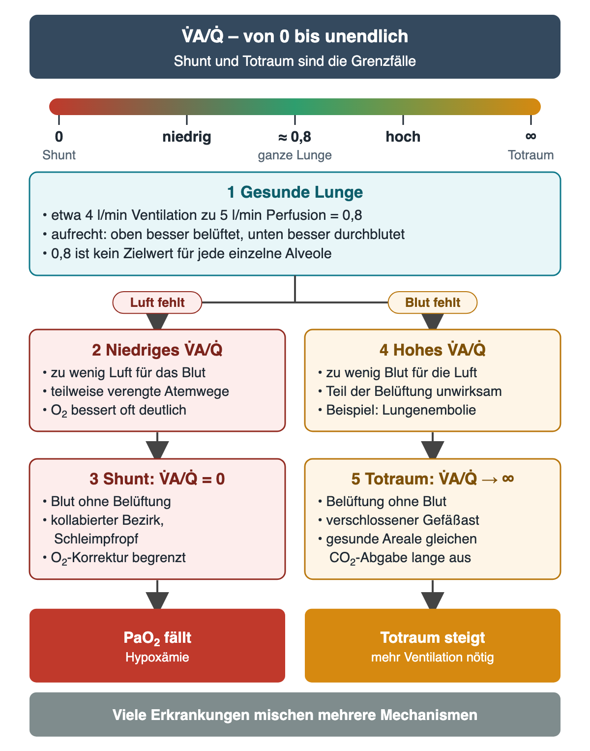 Skala des Ventilations-Perfusions-Verhältnisses von 0 (Shunt) über etwa 0,8 (ganze Lunge) bis unendlich (Totraum). Gesunde Lunge: etwa 4 Liter Ventilation zu 5 Liter Perfusion pro Minute, oben besser belüftet, unten besser durchblutet. Linker Ast Luft fehlt: niedriges Verhältnis bei teilweise verengten Atemwegen, Sauerstoff bessert oft deutlich; Grenzfall Shunt bei kollabiertem Bezirk, Korrektur begrenzt; Ergebnis PaO₂ fällt. Rechter Ast Blut fehlt: hohes Verhältnis, Beispiel Lungenembolie; Grenzfall Totraum bei verschlossenem Gefäßast, gesunde Areale gleichen die CO₂-Abgabe lange aus; Ergebnis Totraum steigt, mehr Ventilation nötig. Unten: viele Erkrankungen mischen mehrere Mechanismen.