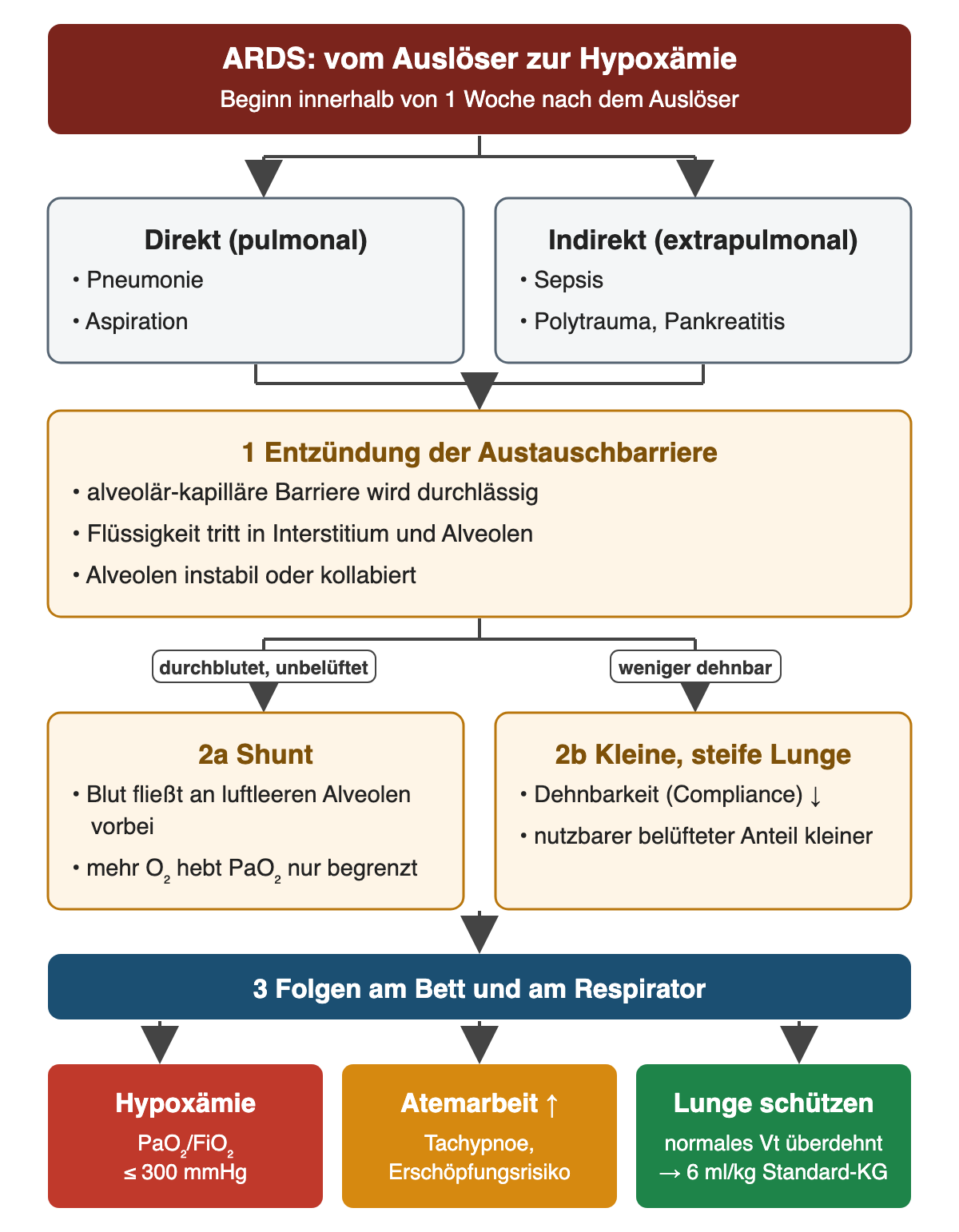 Von oben nach unten: direkte Auslöser wie Pneumonie und Aspiration sowie indirekte wie Sepsis, Polytrauma und Pankreatitis führen innerhalb einer Woche zur Entzündung der alveolär-kapillären Barriere mit Flüssigkeitsaustritt und instabilen Alveolen. Daraus folgen nebeneinander Shunt, bei dem mehr Sauerstoff den PaO₂ nur begrenzt hebt, und eine kleine, steife Lunge. Die Folgen in der unteren Reihe: Hypoxämie mit PaO₂/FiO₂ höchstens 300 mmHg, steigende Atemarbeit mit Erschöpfungsrisiko und die Notwendigkeit, die Lunge mit etwa 6 ml/kg Standard-Körpergewicht zu schützen.