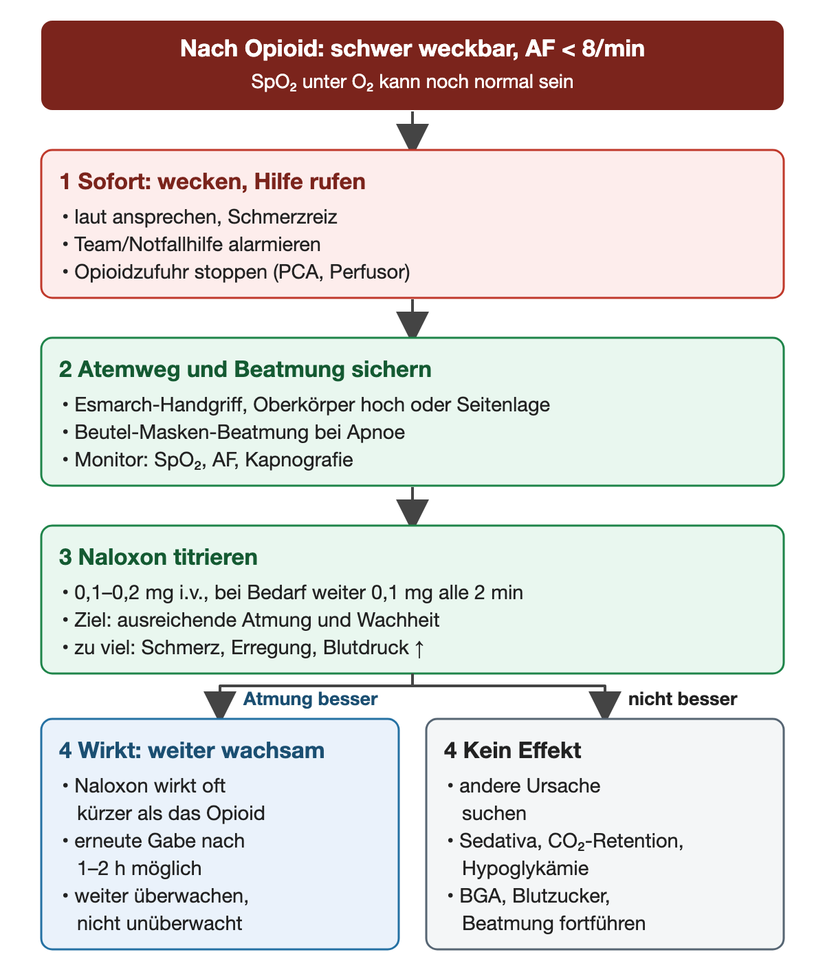 Nach Opioid schwer weckbar, Atemfrequenz unter 8/min; SpO₂ unter O₂ kann noch normal sein. Schritt 1 sofort: laut ansprechen, Schmerzreiz, Team oder Notfallhilfe alarmieren, Opioidzufuhr über PCA oder Perfusor stoppen. Schritt 2 Atemweg und Beatmung sichern: Esmarch-Handgriff, Oberkörper hoch oder Seitenlage, Beutel-Masken-Beatmung bei Apnoe, Monitor mit SpO₂, Atemfrequenz und Kapnografie. Schritt 3 Naloxon titrieren: 0,1–0,2 mg i.v., bei Bedarf weiter 0,1 mg alle 2 Minuten; Ziel ausreichende Atmung und Wachheit; zu viel führt zu Schmerz, Erregung und Blutdruckanstieg. Schritt 4 bei besserer Atmung weiter wachsam: Naloxon wirkt oft kürzer als das Opioid, erneute Gabe nach 1–2 Stunden möglich, nicht unüberwacht lassen. Ohne Effekt: andere Ursache suchen wie Sedativa, CO₂-Retention oder Hypoglykämie; BGA, Blutzucker, Beatmung fortführen.