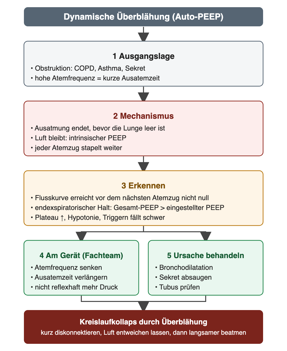 Ausgang: dynamische Überblähung mit Auto-PEEP. Schritt 1 Ausgangslage: Obstruktion bei COPD, Asthma oder Sekret; hohe Atemfrequenz bedeutet kurze Ausatemzeit. Schritt 2 Mechanismus: die Ausatmung endet, bevor die Lunge leer ist; Luft bleibt als intrinsischer PEEP; jeder Atemzug stapelt weiter. Schritt 3 Erkennen: die Flusskurve erreicht vor dem nächsten Atemzug nicht null; im endexspiratorischen Halt ist der Gesamt-PEEP höher als der eingestellte PEEP; Plateau steigt, Hypotonie, Triggern fällt schwer. Nebeneinander Schritt 4 am Gerät durch das Fachteam: Atemfrequenz senken, Ausatemzeit verlängern, nicht reflexhaft mehr Druck; Schritt 5 Ursache behandeln: Bronchodilatation, Sekret absaugen, Tubus prüfen. Unten dunkelrot: Kreislaufkollaps durch Überblähung – kurz diskonnektieren, Luft entweichen lassen, dann langsamer beatmen.