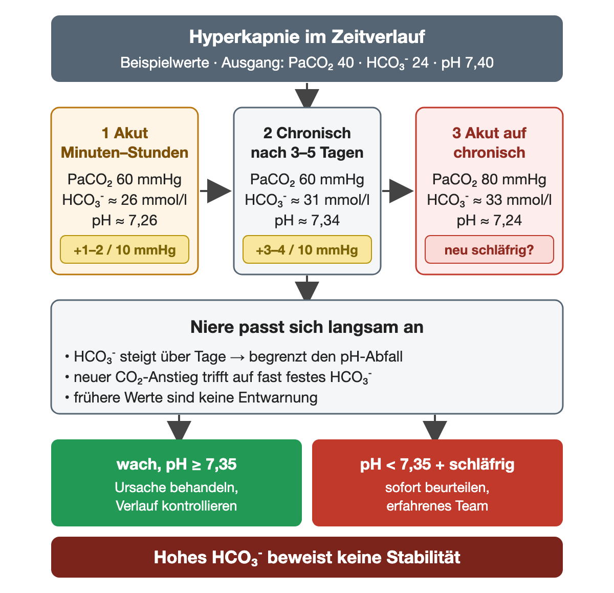 Hyperkapnie im Zeitverlauf mit Beispielwerten, Ausgang PaCO₂ 40 mmHg, HCO₃⁻ 24 mmol/l, pH 7,40. 1 Akut nach Minuten bis Stunden: PaCO₂ 60 mmHg, HCO₃⁻ etwa 26 mmol/l, pH etwa 7,26; Anstieg 1–2 mmol/l je 10 mmHg. 2 Chronisch nach 3–5 Tagen: PaCO₂ 60 mmHg, HCO₃⁻ etwa 31 mmol/l, pH etwa 7,34; Anstieg 3–4 mmol/l je 10 mmHg. 3 Akut auf chronisch: PaCO₂ 80 mmHg, HCO₃⁻ etwa 33 mmol/l, pH etwa 7,24; neu schläfrig? Die Niere passt sich langsam an: HCO₃⁻ steigt über Tage und begrenzt den pH-Abfall, ein neuer CO₂-Anstieg trifft auf fast festes HCO₃⁻, frühere Werte sind keine Entwarnung. Ergebnis: wach mit pH ab 7,35 Ursache behandeln und Verlauf kontrollieren; pH unter 7,35 und schläfrig sofort beurteilen und erfahrenes Team holen. Hohes HCO₃⁻ beweist keine Stabilität.