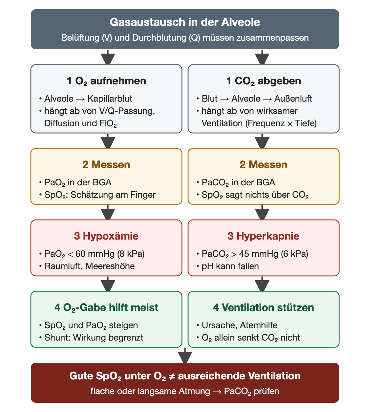 Von der Alveole zwei parallele Wege in vier Schritten. Links: O₂ aufnehmen, abhängig von V/Q-Passung, Diffusion und FiO₂; messen mit PaO₂ in der BGA und SpO₂ als Schätzung; Hypoxämie bei PaO₂ unter 60 mmHg (8 kPa) unter Raumluft auf Meereshöhe; O₂-Gabe hilft meist, beim Shunt begrenzt. Rechts: CO₂ abgeben, abhängig von wirksamer Ventilation aus Frequenz und Tiefe; messen mit PaCO₂ in der BGA, SpO₂ sagt nichts über CO₂; Hyperkapnie bei PaCO₂ über 45 mmHg (6 kPa), pH kann fallen; Ventilation stützen, O₂ allein senkt CO₂ nicht. Unten rot: Gute SpO₂ unter O₂ ist keine ausreichende Ventilation; bei flacher oder langsamer Atmung PaCO₂ prüfen.