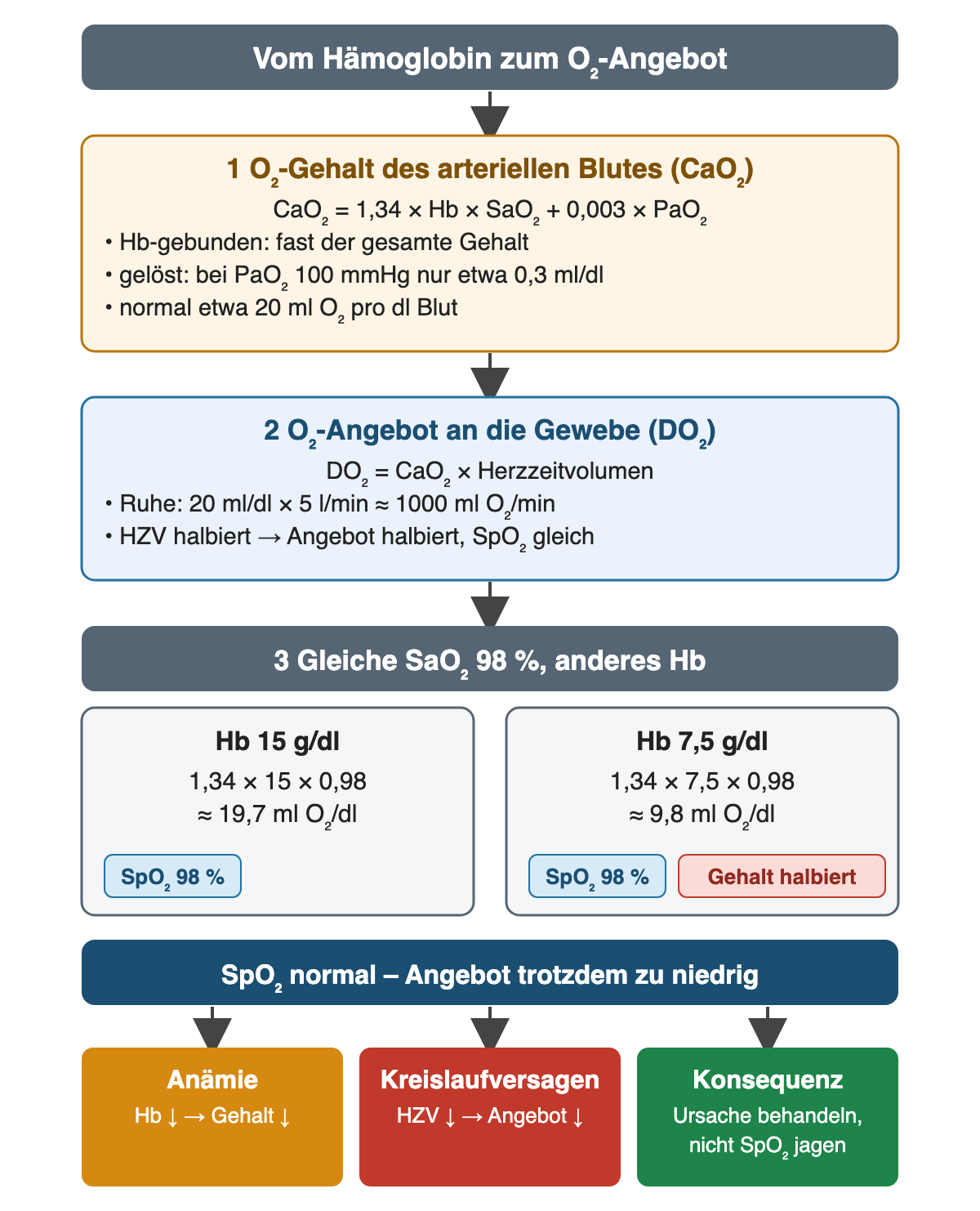 Ablauf von oben nach unten: Der O₂-Gehalt ergibt sich aus 1,34 mal Hb mal SaO₂ plus 0,003 mal PaO₂, normal etwa 20 ml pro dl; multipliziert mit dem Herzzeitvolumen ergibt er das O₂-Angebot, in Ruhe etwa 1000 ml pro Minute. Bei gleicher SaO₂ von 98 Prozent liefert Hb 15 g/dl etwa 19,7 und Hb 7,5 g/dl etwa 9,8 ml O₂ pro dl. Unten: Anämie senkt den Gehalt, Kreislaufversagen das Angebot; die Konsequenz ist Ursachenbehandlung statt höherer SpO₂.