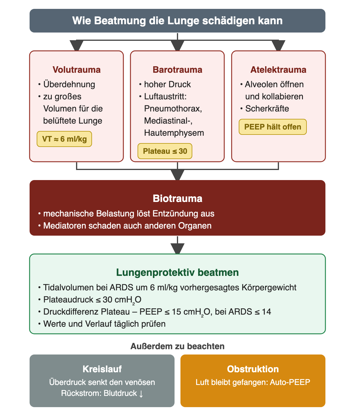 Oben: wie Beatmung die Lunge schädigen kann. Drei rote Kästen nebeneinander: Volutrauma – Überdehnung durch zu großes Volumen für die belüftete Lunge, Schutz Tidalvolumen etwa 6 ml/kg; Barotrauma – hoher Druck mit Luftaustritt als Pneumothorax, Mediastinal- oder Hautemphysem, Schutz Plateau höchstens 30; Atelektrauma – Alveolen öffnen und kollabieren, Scherkräfte, Schutz PEEP hält offen. Alle drei münden in Biotrauma: mechanische Belastung löst Entzündung aus, Mediatoren schaden auch anderen Organen. Darunter grün: lungenprotektiv beatmen – Tidalvolumen bei ARDS um 6 ml/kg vorhergesagtes Körpergewicht, Plateaudruck höchstens 30 cmH₂O, Druckdifferenz Plateau minus PEEP höchstens 15 cmH₂O, bei ARDS höchstens 14, Werte und Verlauf täglich prüfen. Außerdem zu beachten: Kreislauf – Überdruck senkt den venösen Rückstrom und den Blutdruck; Obstruktion – Luft bleibt gefangen, Auto-PEEP.