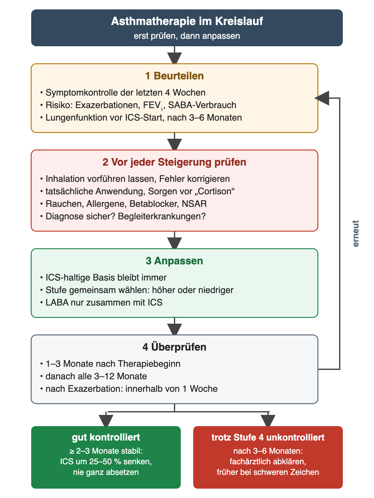 Vier nummerierte Schritte im Kreislauf. 1 Beurteilen: Symptomkontrolle der letzten 4 Wochen, Risiko aus Exazerbationen, FEV1 und SABA-Verbrauch, Lungenfunktion vor ICS-Start und nach 3–6 Monaten. 2 Vor jeder Steigerung prüfen: Inhalation vorführen lassen, tatsächliche Anwendung und Sorgen, Rauchen, Allergene, Betablocker, NSAR, Diagnose und Begleiterkrankungen. 3 Anpassen: ICS-haltige Basis bleibt, Stufe gemeinsam wählen, LABA nur mit ICS. 4 Überprüfen: 1–3 Monate nach Beginn, dann alle 3–12 Monate, nach Exazerbation innerhalb einer Woche; ein Pfeil führt zurück zu Schritt 1. Unten zwei Ergebnisse: gut kontrolliert über 2–3 Monate, dann ICS um 25–50 Prozent senken, nie ganz absetzen; trotz Stufe 4 nach 3–6 Monaten unkontrolliert, dann fachärztlich abklären.