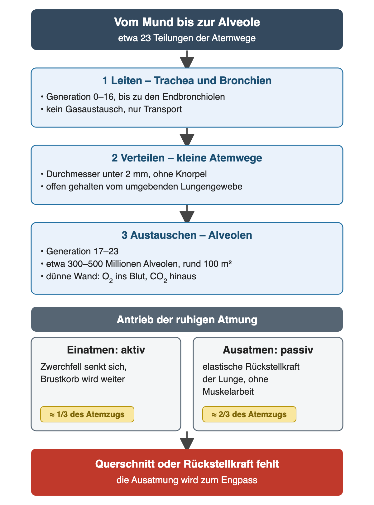 Drei nummerierte Abschnitte untereinander: Leiten in Trachea und Bronchien bis Generation 16, Verteilen in kleinen Atemwegen unter 2 mm ohne Knorpel, Austauschen in den Alveolen ab Generation 17 mit etwa 300 bis 500 Millionen Alveolen und rund 100 Quadratmetern. Darunter nebeneinander: Einatmen aktiv über das Zwerchfell, etwa ein Drittel des Atemzugs; Ausatmen passiv über die elastische Rückstellkraft, etwa zwei Drittel. Rote Ergebniszeile: Fehlen Querschnitt oder Rückstellkraft, wird die Ausatmung zum Engpass.