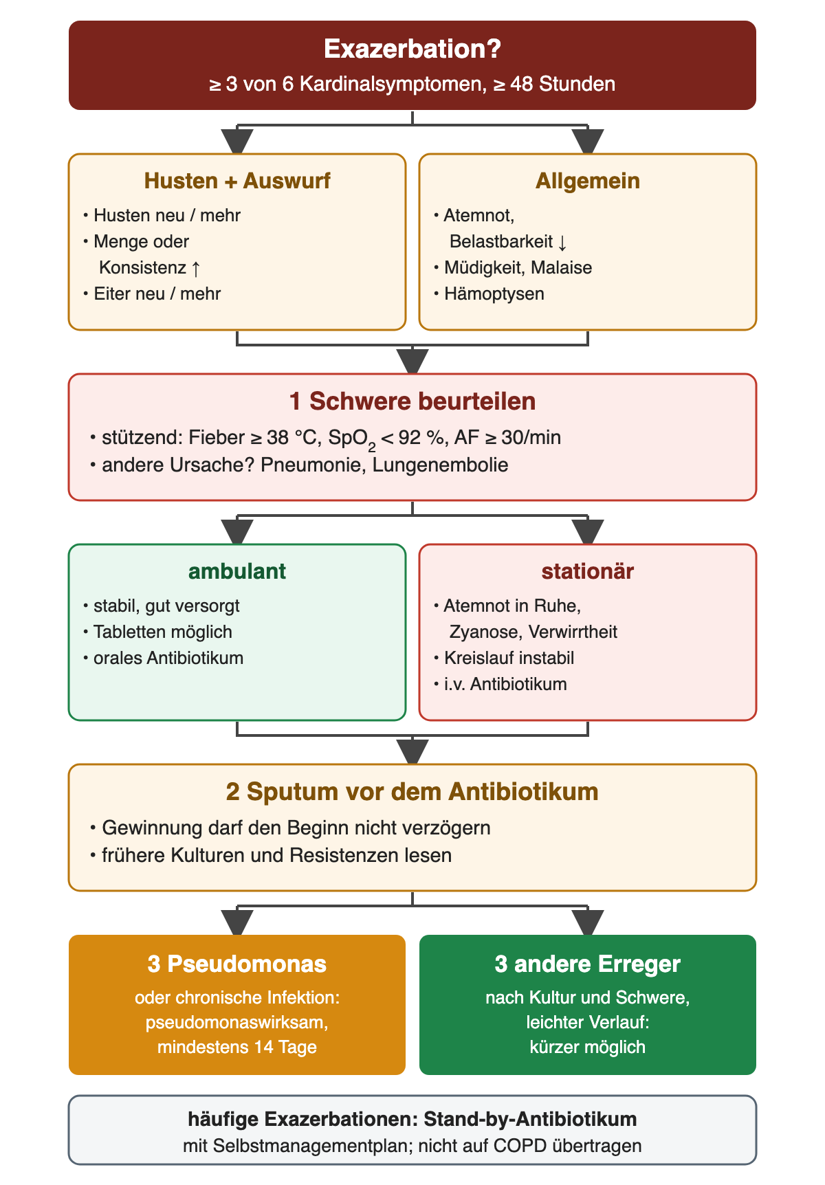 Ablauf von oben nach unten. Kopfzeile: Exazerbation, wenn sich mindestens 3 von 6 Kardinalsymptomen über mindestens 48 Stunden verschlechtern. Zwei Spalten mit den Symptomen: Husten neu oder mehr, Menge oder Konsistenz des Auswurfs erhöht, Eiter neu oder mehr; Atemnot oder verminderte Belastbarkeit, Müdigkeit oder Malaise, Hämoptysen. Schritt 1, Schwere beurteilen: stützend Fieber ab 38 Grad, Sauerstoffsättigung unter 92 Prozent, Atemfrequenz ab 30 pro Minute; andere Ursache wie Pneumonie oder Lungenembolie bedenken. Zwei Spalten: ambulant bei stabilem, gut versorgtem Zustand und möglicher Tabletteneinnahme mit oralem Antibiotikum; stationär bei Atemnot in Ruhe, Zyanose, Verwirrtheit oder instabilem Kreislauf mit intravenösem Antibiotikum. Schritt 2, Sputum vor dem Antibiotikum, ohne den Beginn zu verzögern, frühere Kulturen und Resistenzen lesen. Ergebniszeile, Schritt 3: bei Pseudomonas oder chronischer Infektion pseudomonaswirksam mindestens 14 Tage; bei anderen Erregern nach Kultur und Schwere, bei leichtem Verlauf kürzer möglich. Unten: bei häufigen Exazerbationen Stand-by-Antibiotikum mit Selbstmanagementplan; nicht auf COPD übertragen.