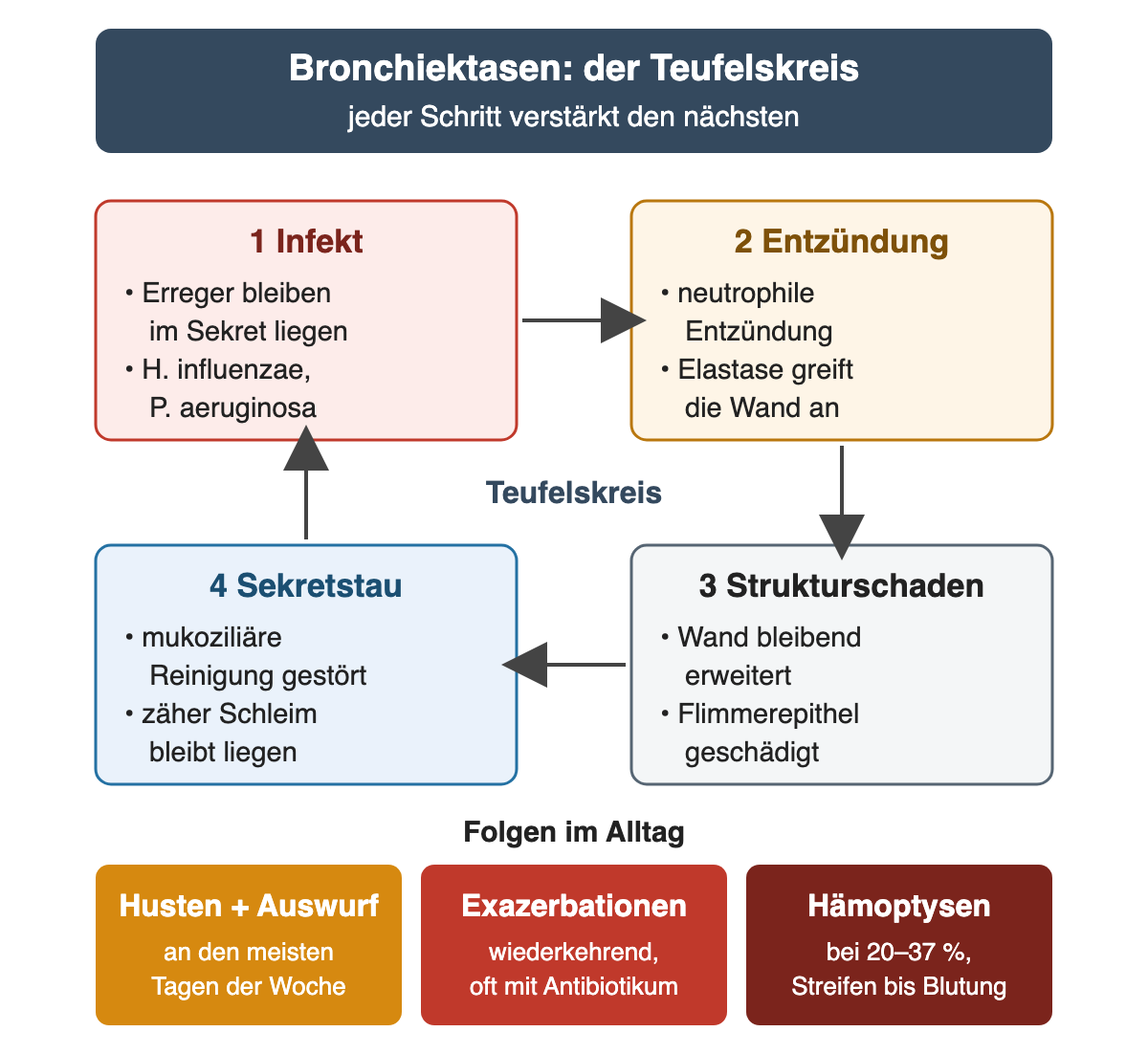 Vier nummerierte Kästen im Uhrzeigersinn, durch Pfeile zu einem Kreis verbunden. 1 Infekt: Erreger bleiben im Sekret liegen, etwa Haemophilus influenzae und Pseudomonas aeruginosa. 2 Entzündung: neutrophile Entzündung, Elastase greift die Wand an. 3 Strukturschaden: Wand bleibend erweitert, Flimmerepithel geschädigt. 4 Sekretstau: mukoziliäre Reinigung gestört, zäher Schleim bleibt liegen; von dort zurück zum Infekt. In der Mitte das Wort Teufelskreis. Darunter drei farbige Felder als Folgen im Alltag: Husten und Auswurf an den meisten Tagen der Woche, wiederkehrende Exazerbationen oft mit Antibiotikum, Hämoptysen bei 20 bis 37 Prozent.