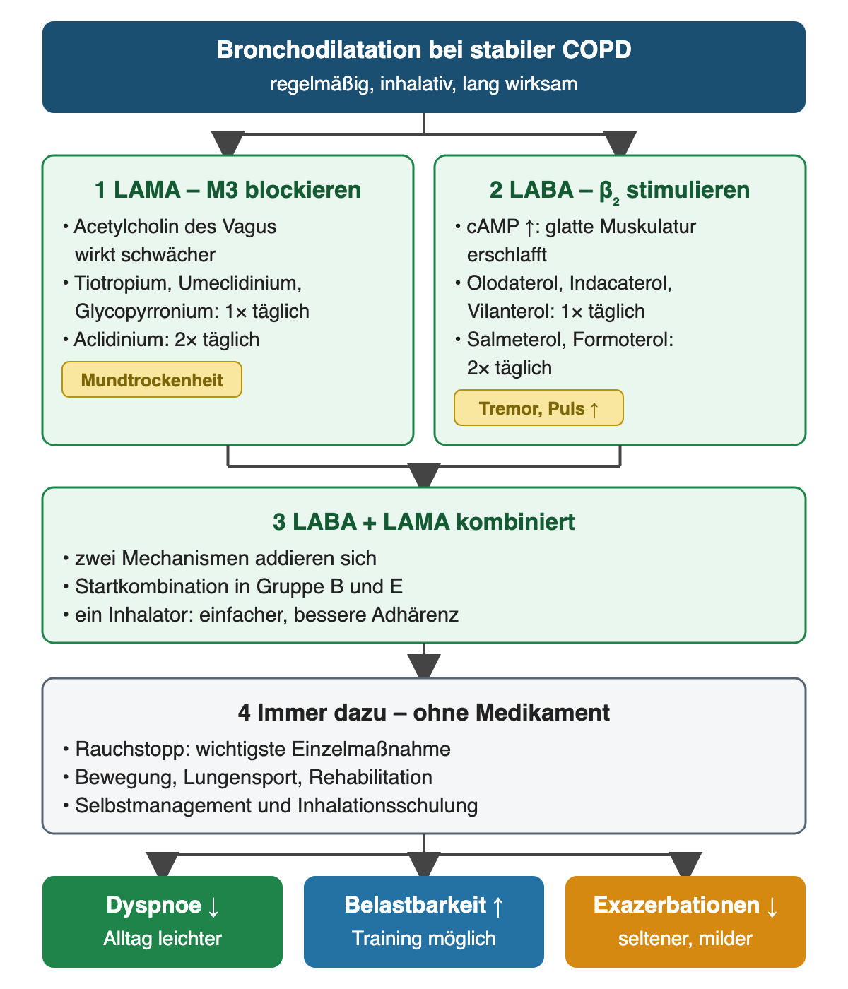 Vom Kopf „Bronchodilatation bei stabiler COPD“ verzweigen zwei grüne Kästen. LAMA blockieren muskarinische M3-Rezeptoren: Tiotropium, Umeclidinium und Glycopyrronium einmal täglich, Aclidinium zweimal täglich, Hinweis Mundtrockenheit. LABA stimulieren Beta-2-Rezeptoren: Olodaterol, Indacaterol und Vilanterol einmal täglich, Salmeterol und Formoterol zweimal täglich, Hinweis Tremor und Pulsanstieg. Beide münden in LABA plus LAMA, darunter Rauchstopp, Bewegung und Schulung und eine Zielreihe: weniger Dyspnoe, mehr Belastbarkeit, weniger Exazerbationen.