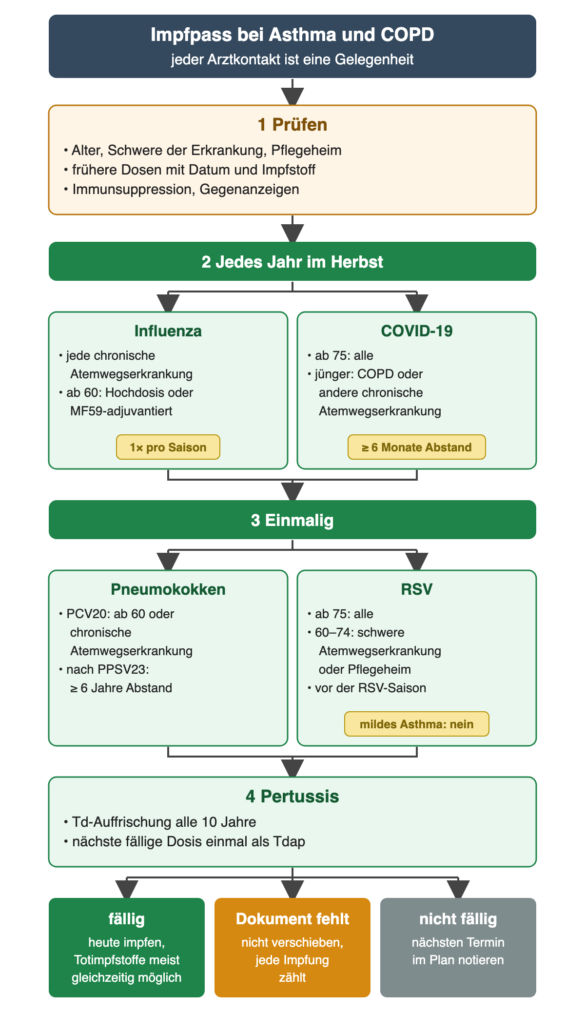 Impfpass bei Asthma und COPD: 1 prüfen von Alter, Schwere, Pflegeheim, früheren Dosen, Immunsuppression und Gegenanzeigen; 2 jedes Jahr im Herbst nebeneinander Influenza bei jeder chronischen Atemwegserkrankung, ab 60 Hochdosis oder MF59-adjuvantiert, einmal pro Saison, und COVID-19 ab 75 für alle, jünger bei COPD oder anderer chronischer Atemwegserkrankung, mindestens 6 Monate Abstand; 3 einmalig nebeneinander Pneumokokken mit PCV20 ab 60 oder bei chronischer Atemwegserkrankung, nach PPSV23 mindestens 6 Jahre Abstand, und RSV ab 75 für alle, mit 60 bis 74 bei schwerer Atemwegserkrankung oder im Pflegeheim, vor der RSV-Saison, mildes Asthma nein; 4 Pertussis: nächste fällige Td-Auffrischung einmal als Tdap. Ergebniszeile: fällig, Dokument fehlt, nicht fällig.