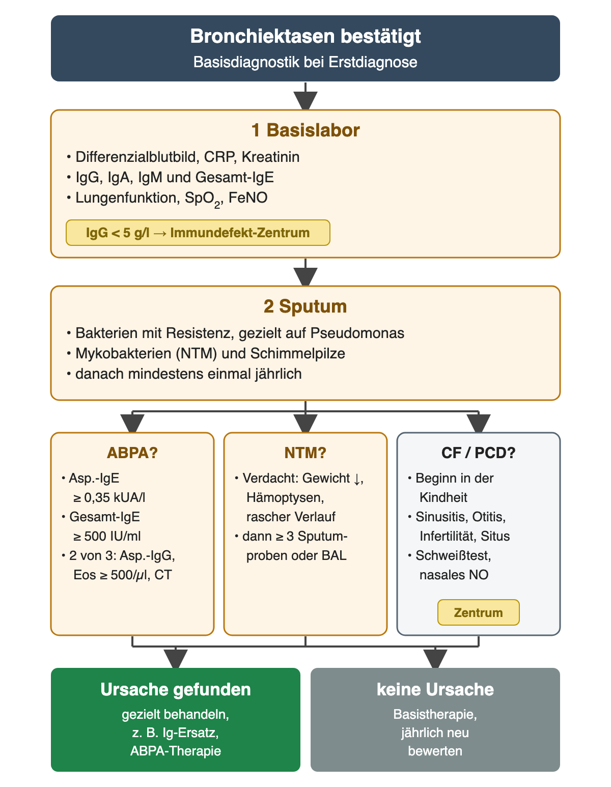 Ablauf von oben nach unten. Kopfzeile: Bronchiektasen bestätigt, Basisdiagnostik bei Erstdiagnose. Schritt 1, Basislabor: Differenzialblutbild, CRP, Kreatinin, IgG, IgA, IgM und Gesamt-IgE, dazu Lungenfunktion, Sauerstoffsättigung und FeNO; Hinweis: IgG unter 5 g/l führt zum Immundefekt-Zentrum. Schritt 2, Sputum: Bakterien mit Resistenz, gezielt auf Pseudomonas, Mykobakterien und Schimmelpilze, danach mindestens einmal jährlich. Drei Spalten: ABPA mit Aspergillus-IgE mindestens 0,35 kUA/l, Gesamt-IgE mindestens 500 IU/ml und 2 von 3 Zusatzbefunden: Aspergillus-IgG, Eosinophile mindestens 500 pro Mikroliter, CT; NTM bei Verdacht durch Gewichtsverlust, Hämoptysen oder raschen Verlauf, dann mindestens 3 Sputumproben oder BAL; CF oder PCD bei Beginn in der Kindheit, Sinusitis, Otitis, Infertilität oder Situsanomalie, Schweißtest und nasales NO im Zentrum. Ergebniszeile: Ursache gefunden, gezielt behandeln, zum Beispiel Immunglobulin-Ersatz oder ABPA-Therapie; keine Ursache, Basistherapie und jährlich neu bewerten.