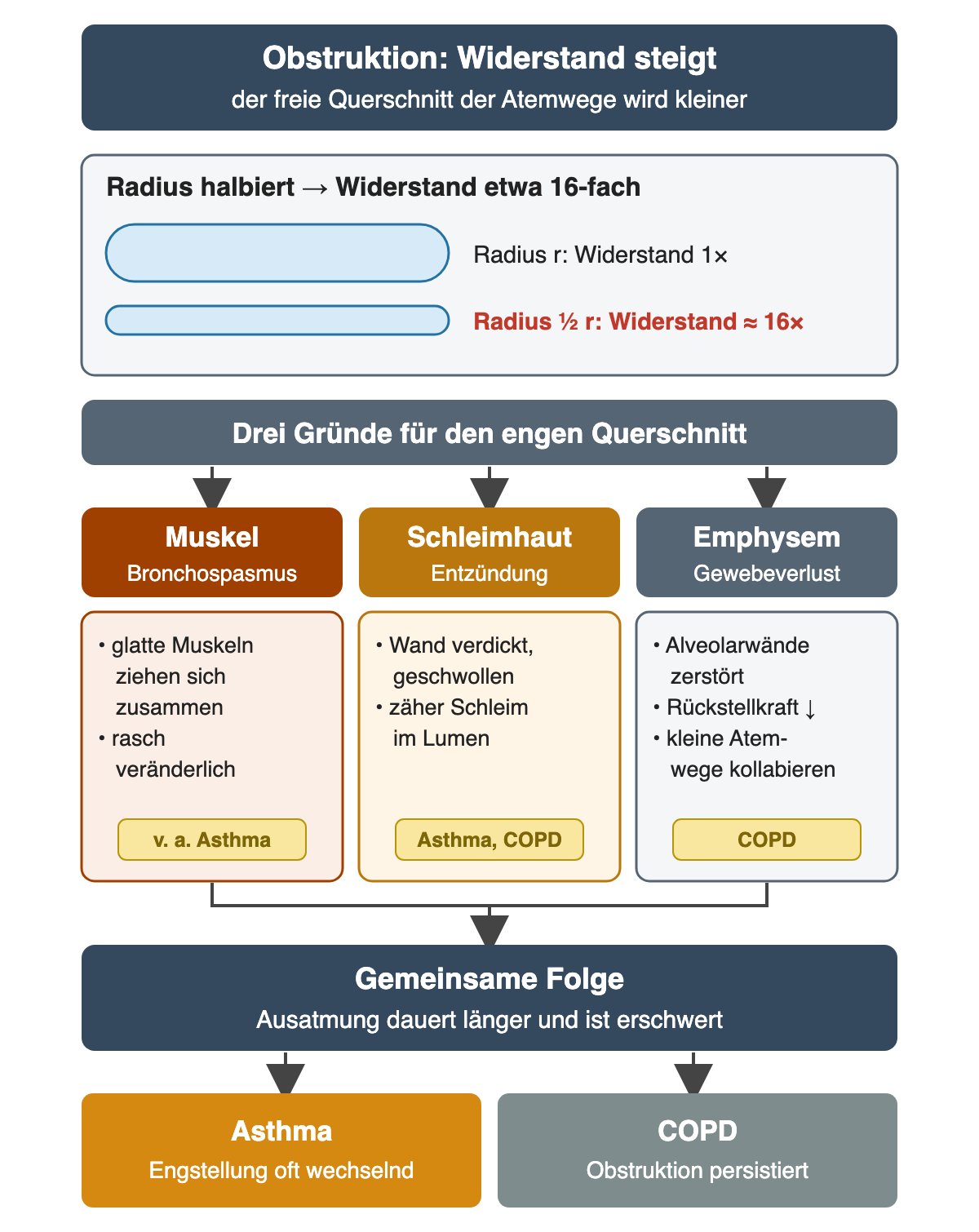 Oben zwei Röhren: Bei halbiertem Radius steigt der Widerstand etwa auf das 16-Fache. Darunter drei Ursachen nebeneinander: Muskel mit Bronchospasmus, rasch veränderlich, vor allem Asthma; Schleimhaut mit Entzündung, verdickter Wand und zähem Schleim, Asthma und COPD; Emphysem mit zerstörten Alveolarwänden, weniger Rückstellkraft und kollabierenden kleinen Atemwegen, COPD. Alle drei münden in eine länger dauernde, erschwerte Ausatmung; darunter Asthma mit oft wechselnder Engstellung und COPD mit persistierender Obstruktion.