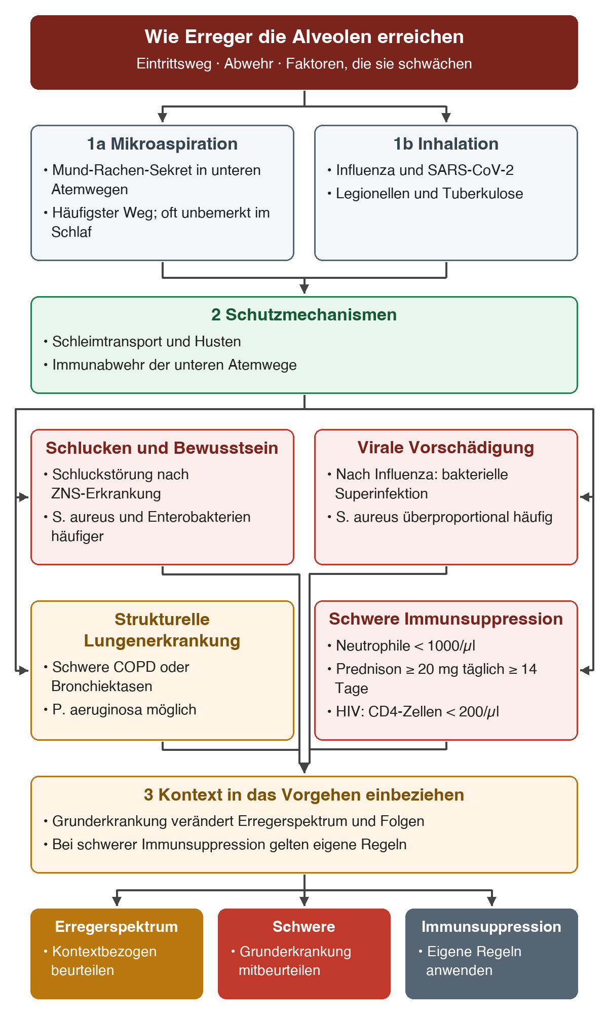 Mikroaspiration und Inhalation treffen auf Schleimtransport, Husten und Immunabwehr. Vier parallel geprüfte Faktoren – Schluckfunktion, virale Vorschädigung, strukturelle Lungenerkrankung und schwere Immunsuppression – verändern Erregerspektrum und Vorgehen.