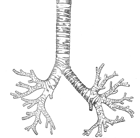 Historische Zeichnung von Luftröhre und Bronchialbaum in der Ansicht von vorn; der rechte Hauptbronchus ist kürzer, weiter und verläuft steiler als der linke.