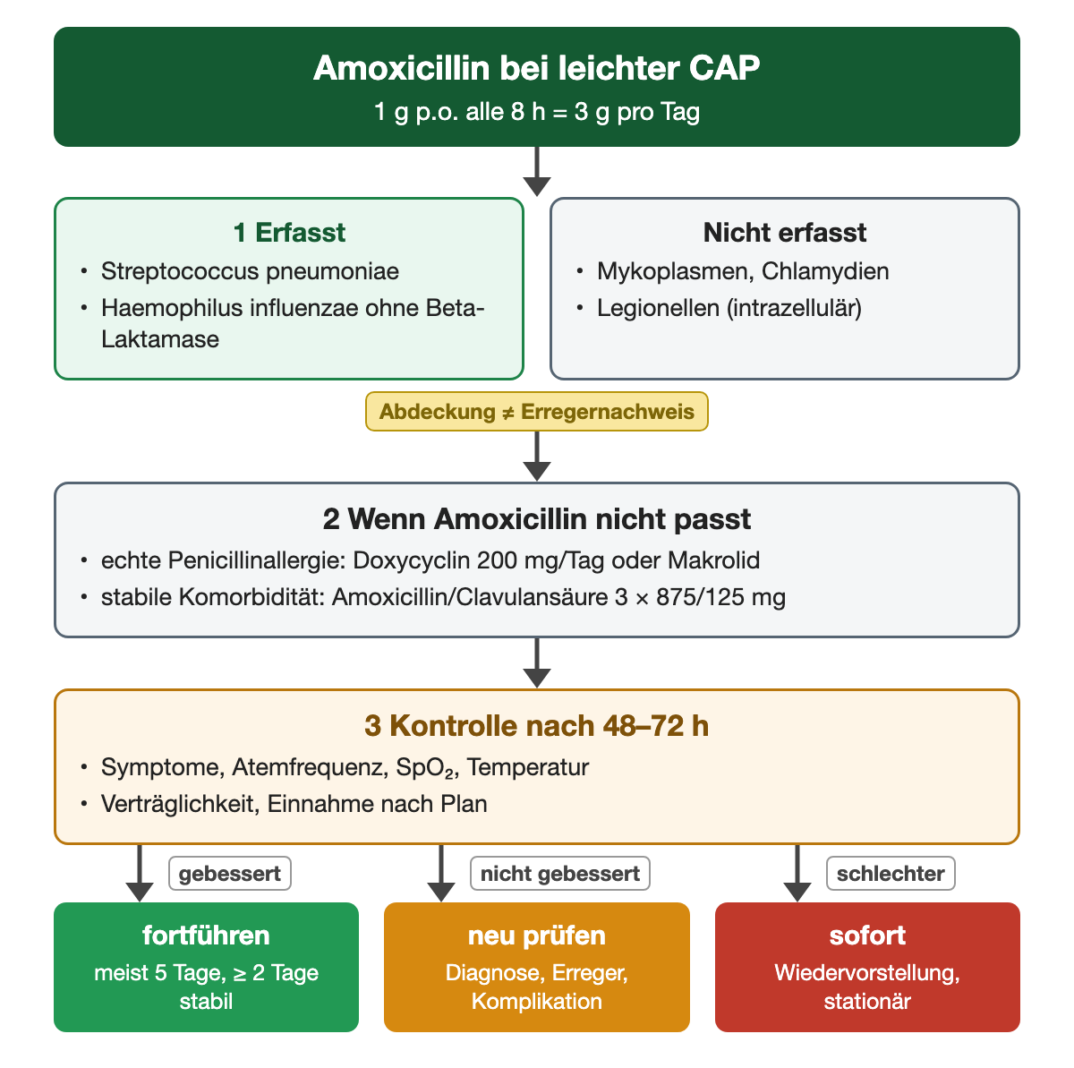 Ablaufdiagramm zu Amoxicillin bei leichter CAP, 1 g oral alle 8 Stunden, also 3 g pro Tag. 1 Erfasst: Streptococcus pneumoniae und Haemophilus influenzae ohne Beta-Laktamase. Nicht erfasst: Mykoplasmen, Chlamydien und intrazelluläre Legionellen. Hinweis: Abdeckung ist kein Erregernachweis. 2 Wenn Amoxicillin nicht passt: bei echter Penicillinallergie Doxycyclin 200 mg pro Tag oder Makrolid, bei stabiler Komorbidität Amoxicillin/Clavulansäure 3 × 875/125 mg. 3 Kontrolle nach 48 bis 72 Stunden: Symptome, Atemfrequenz, SpO₂, Temperatur, Verträglichkeit und Einnahme. Ergebnisse: gebessert fortführen, meist 5 Tage und mindestens 2 Tage stabil; nicht gebessert Diagnose, Erreger und Komplikation neu prüfen; schlechter sofortige Wiedervorstellung und stationäre Behandlung.