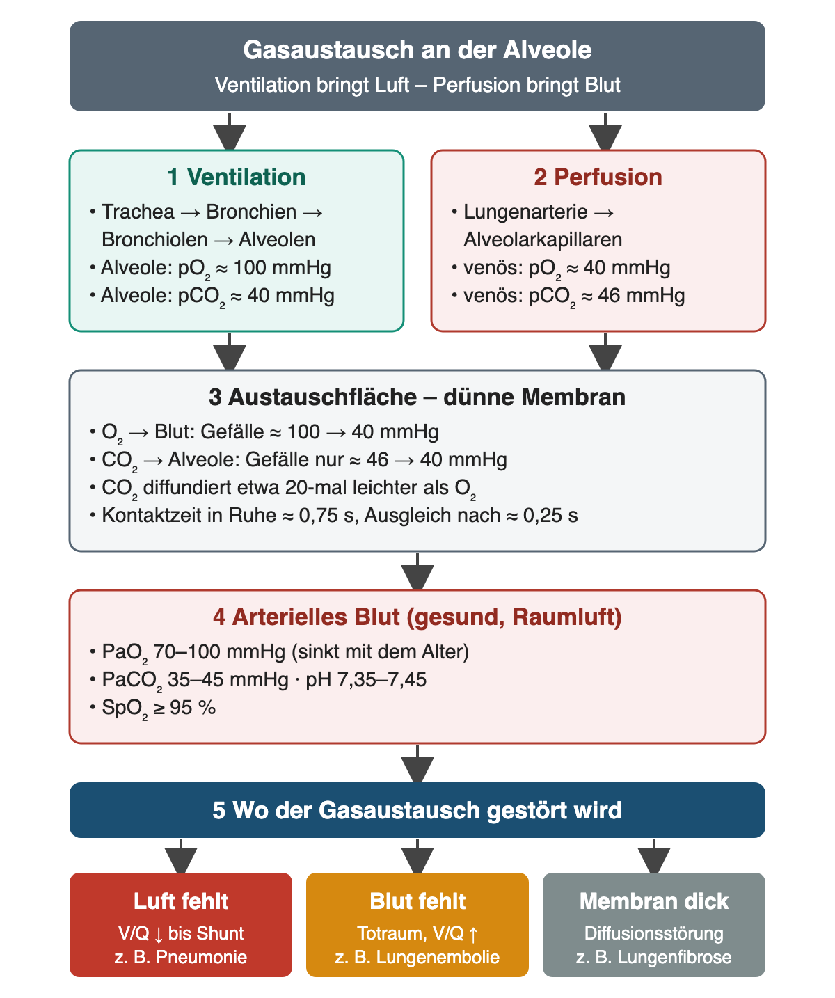 Ablaufdiagramm: Ventilation (Alveole pO₂ etwa 100, pCO₂ etwa 40 mmHg) und Perfusion (venös pO₂ etwa 40, pCO₂ etwa 46 mmHg) treffen an der dünnen Membran zusammen; arterielle Normwerte; Störungen durch fehlende Luft, fehlendes Blut oder verdickte Membran.