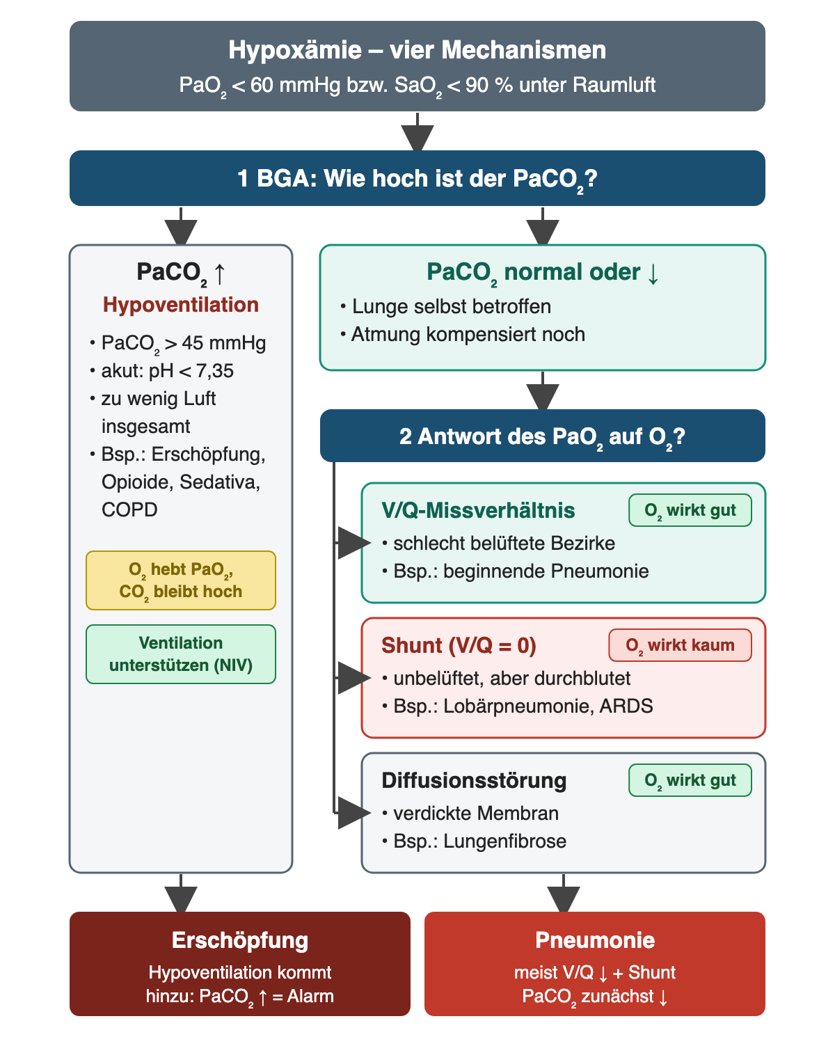Entscheidungsdiagramm: Hypoxämie wird zuerst nach dem PaCO₂ eingeordnet; erhöhter PaCO₂ spricht für Hypoventilation, normaler oder niedriger PaCO₂ für V/Q-Missverhältnis, Shunt oder Diffusionsstörung, die sich in der Antwort auf O₂ unterscheiden.