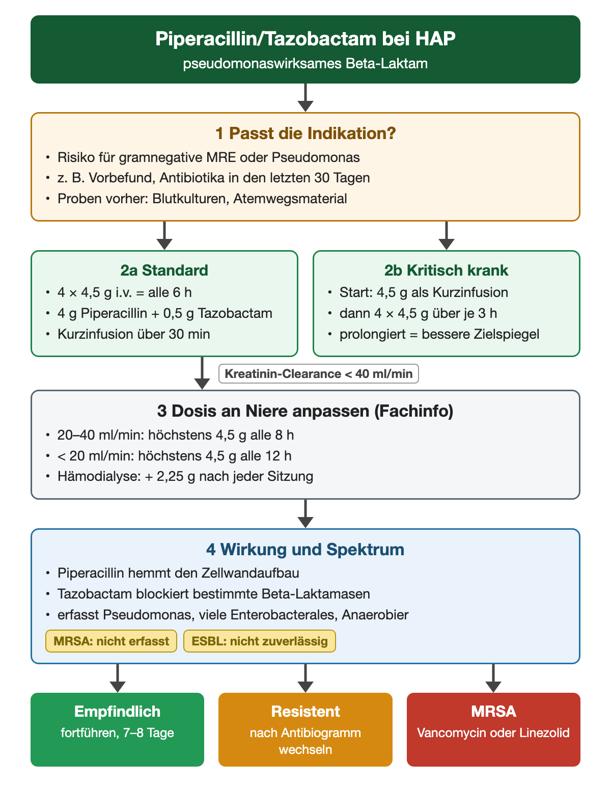 Ablaufdiagramm zu Piperacillin/Tazobactam bei HAP: Indikation bei Risiko für gramnegative MRE oder Pseudomonas, Proben vorher. Standard 4 × 4,5 g i.v. als Kurzinfusion über 30 Minuten; bei kritisch Kranken Start mit 4,5 g als Kurzinfusion, dann 4 × 4,5 g über je 3 Stunden. Bei Kreatinin-Clearance 20–40 ml/min höchstens 4,5 g alle 8 Stunden, unter 20 ml/min alle 12 Stunden, nach Hämodialyse zusätzlich 2,25 g. Wirkung auf Zellwandaufbau und Beta-Laktamasen; erfasst Pseudomonas, viele Enterobacterales und Anaerobier, nicht MRSA und nicht zuverlässig ESBL-Bildner.