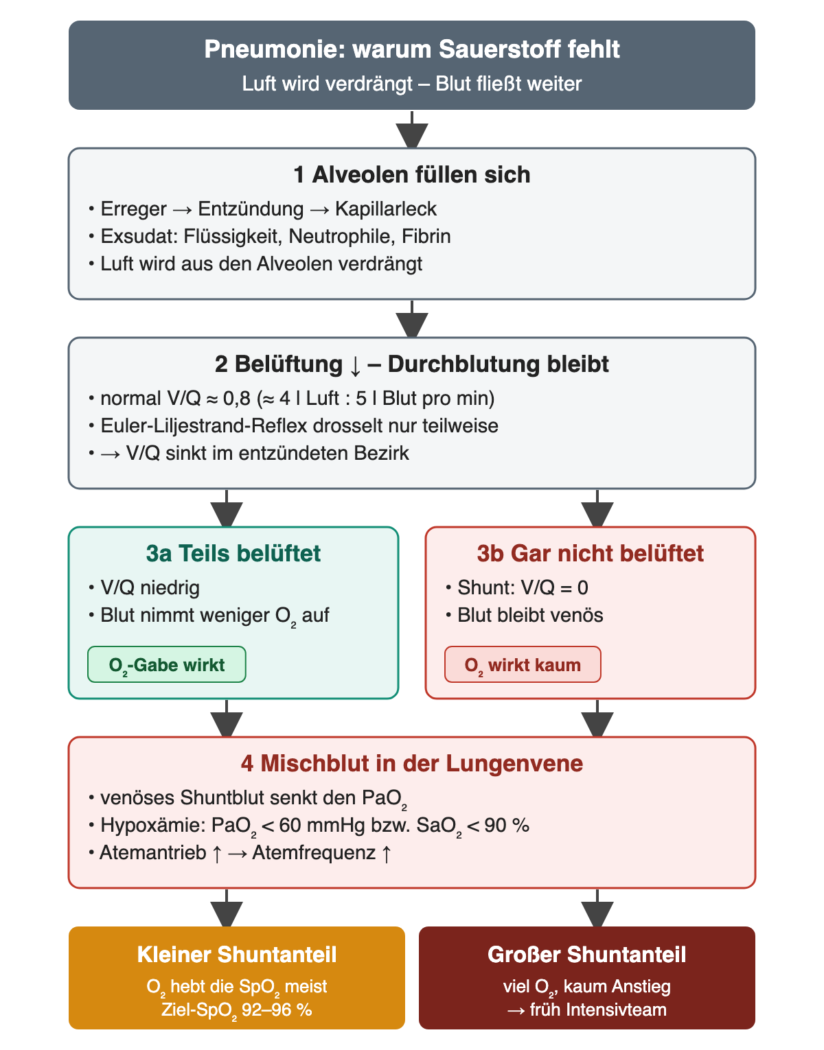 Ablaufdiagramm: Alveolen füllen sich mit Exsudat, die Belüftung sinkt bei erhaltener Durchblutung; teilweise belüftete Bezirke mit niedrigem V/Q sprechen auf O₂ an, unbelüftete Shuntbezirke kaum; Mischblut senkt den PaO₂.