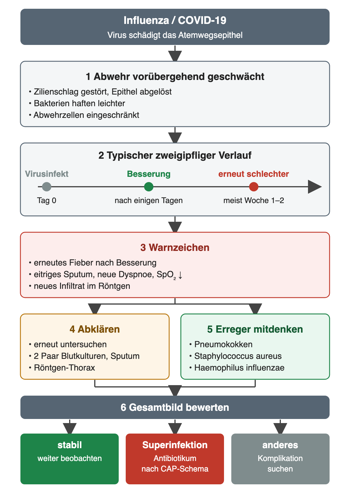 Ablauf in sechs Schritten: Das Virus schädigt das Atemwegsepithel, Zilienschlag und Abwehr sind gestört. Zeitachse mit Virusinfekt an Tag 0, Besserung nach einigen Tagen und erneuter Verschlechterung meist in Woche 1 bis 2. Warnzeichen: erneutes Fieber, eitriges Sputum, neue Dyspnoe, fallende Sättigung, neues Infiltrat. Daneben Abklärung mit Untersuchung, zwei Paar Blutkulturen, Sputum und Röntgen sowie die Erreger Pneumokokken, Staphylococcus aureus und Haemophilus influenzae. Ergebnis: stabil beobachten, Superinfektion antibiotisch nach CAP-Schema behandeln oder andere Komplikation suchen.