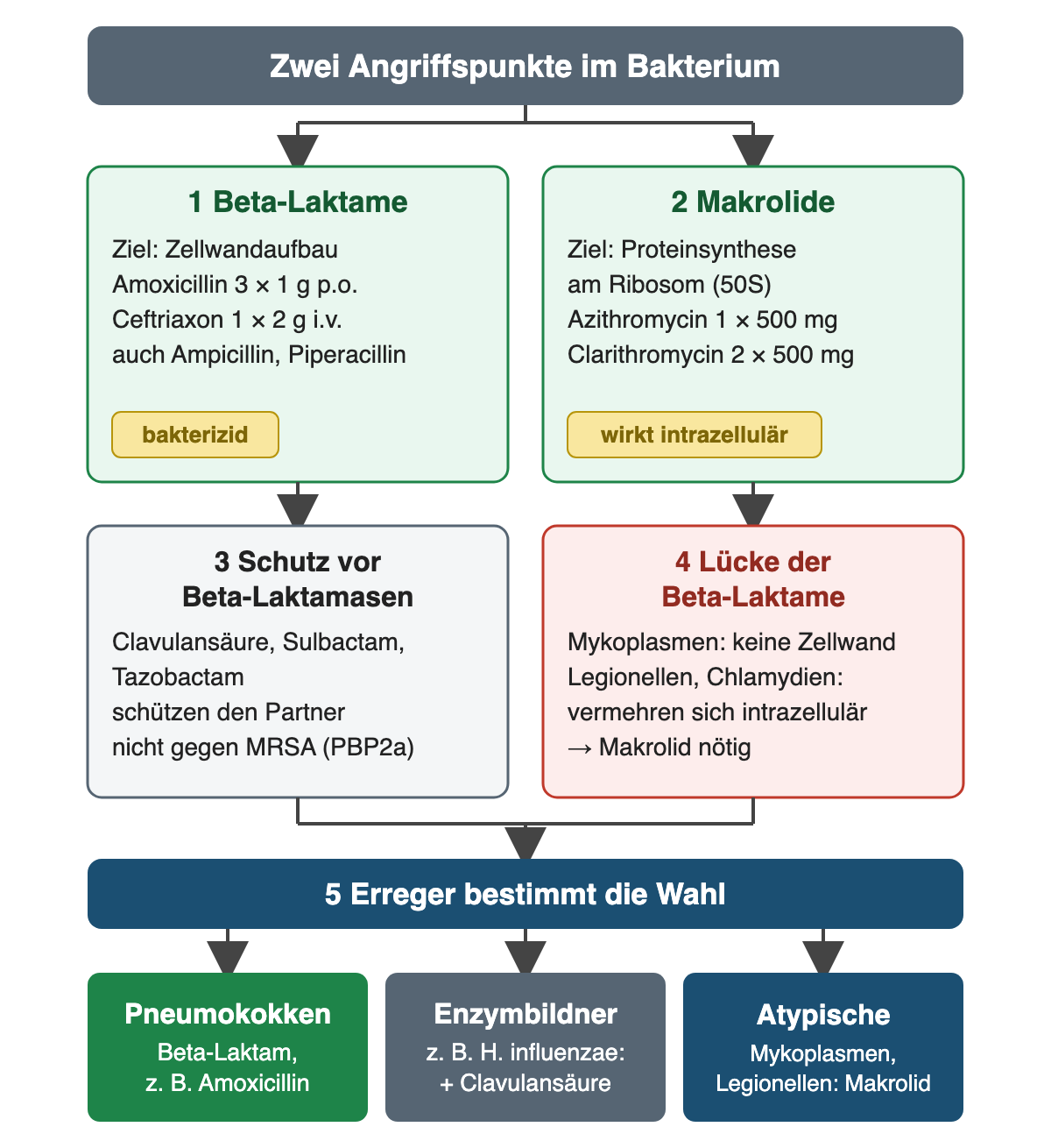 Zwei Angriffspunkte: Beta-Laktame wie Amoxicillin 3 × 1 g p.o. oder Ceftriaxon 1 × 2 g i.v. hemmen den Zellwandaufbau, Makrolide wie Azithromycin 1 × 500 mg oder Clarithromycin 2 × 500 mg die Proteinsynthese am Ribosom. Beta-Laktamasehemmer schützen den Partner, wirken aber nicht gegen MRSA. Mykoplasmen ohne Zellwand sowie intrazelluläre Legionellen und Chlamydien verlangen ein Makrolid. Ergebnis: Pneumokokken Beta-Laktam, Enzymbildner wie H. influenzae Beta-Laktam plus Clavulansäure, atypische Erreger Makrolid.