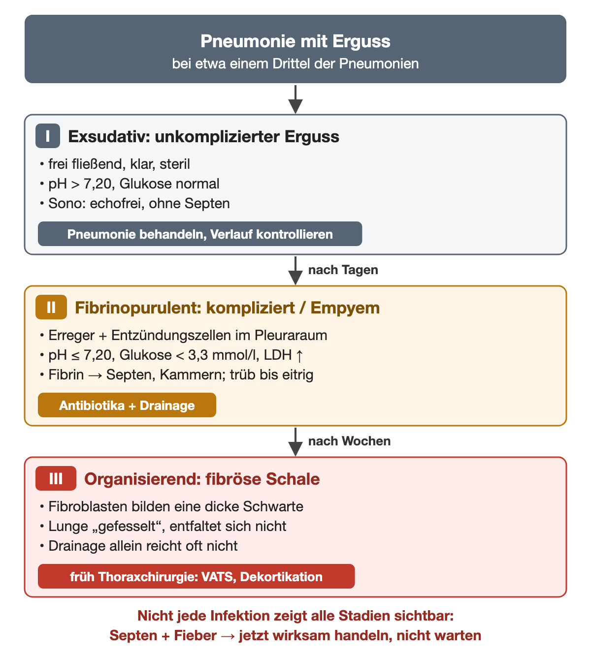 Drei Stadien untereinander: Stadium I exsudativ mit frei fließendem, klarem Erguss, pH über 7,20 und echofreiem Ultraschallbild; nach Tagen Stadium II fibrinopurulent mit Erregern, pH bis 7,20, Glukose unter 3,3 mmol/l, Septen und Kammern; nach Wochen Stadium III organisierend mit fibröser Schwarte und gefesselter Lunge. Jedes Stadium trägt ein Behandlungsetikett: Pneumonie behandeln, Antibiotika plus Drainage, frühe Thoraxchirurgie.